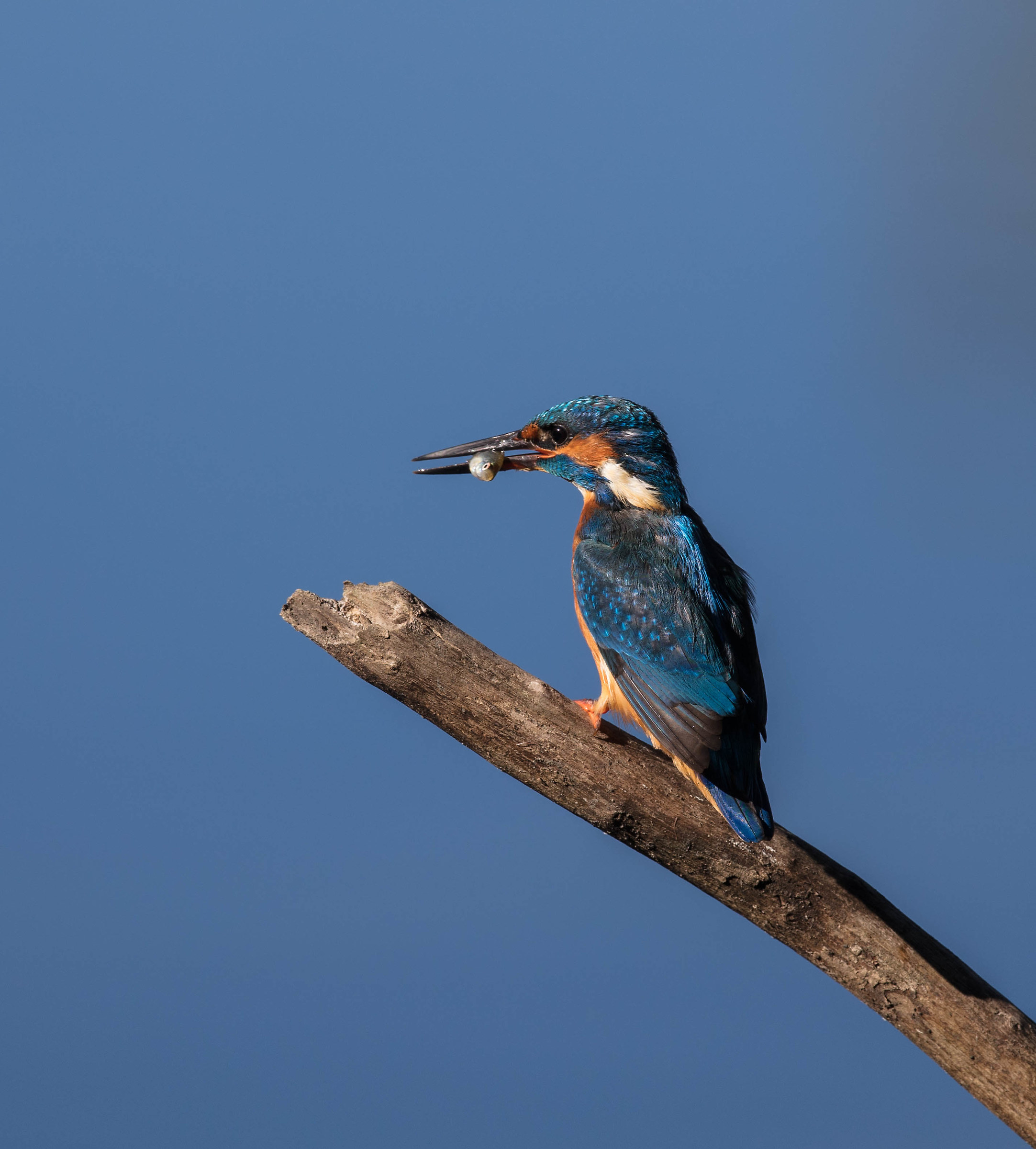 Kingfisher