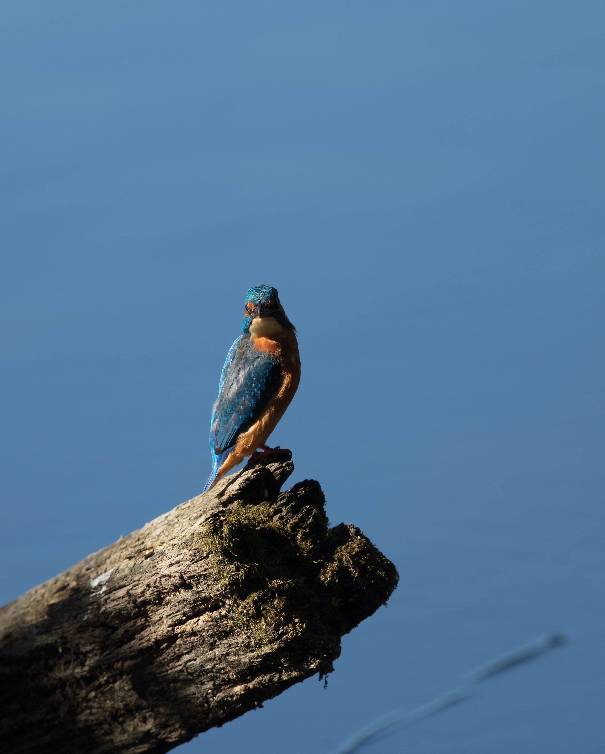 Kingfisher