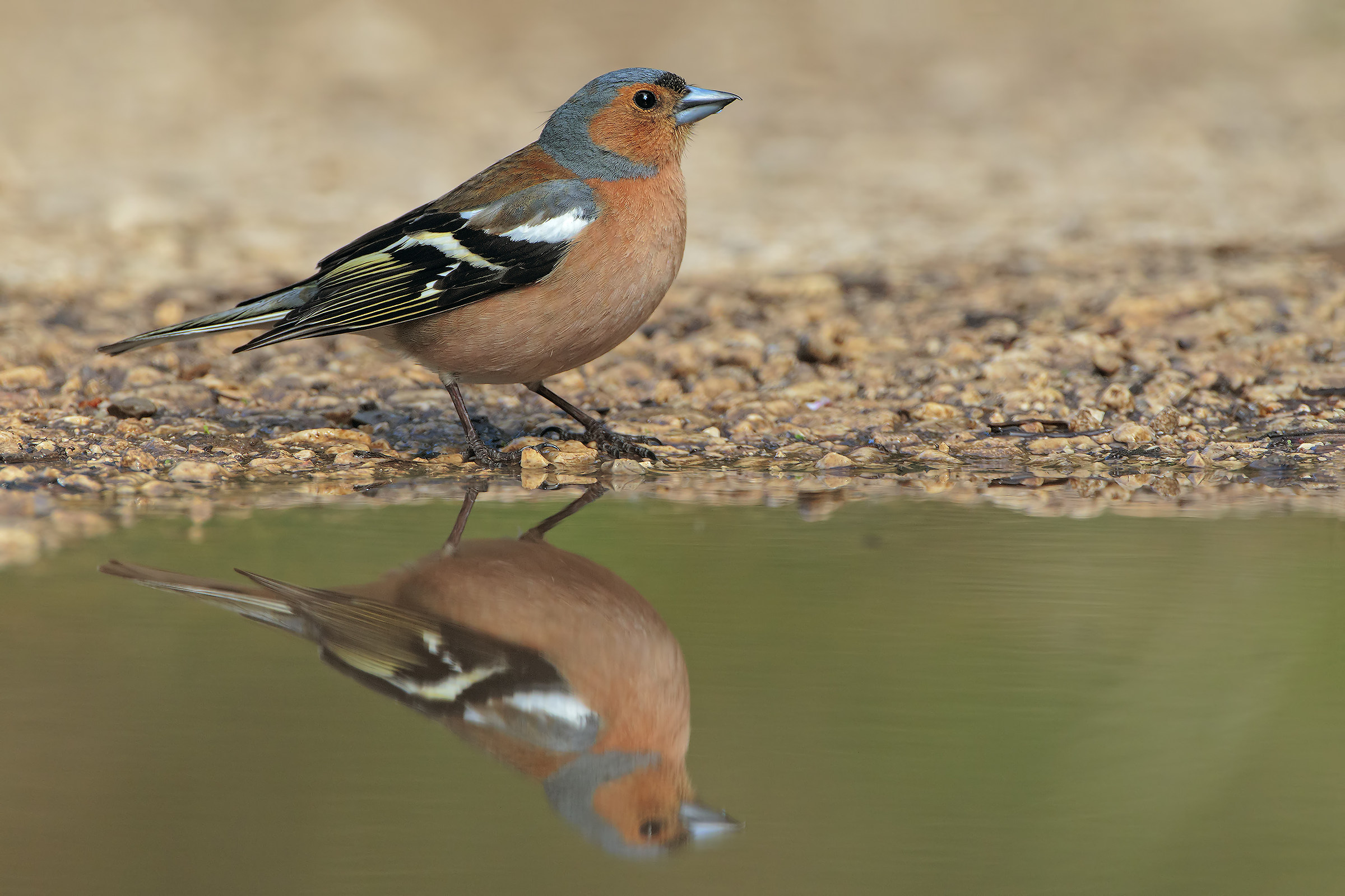 male chaffinch