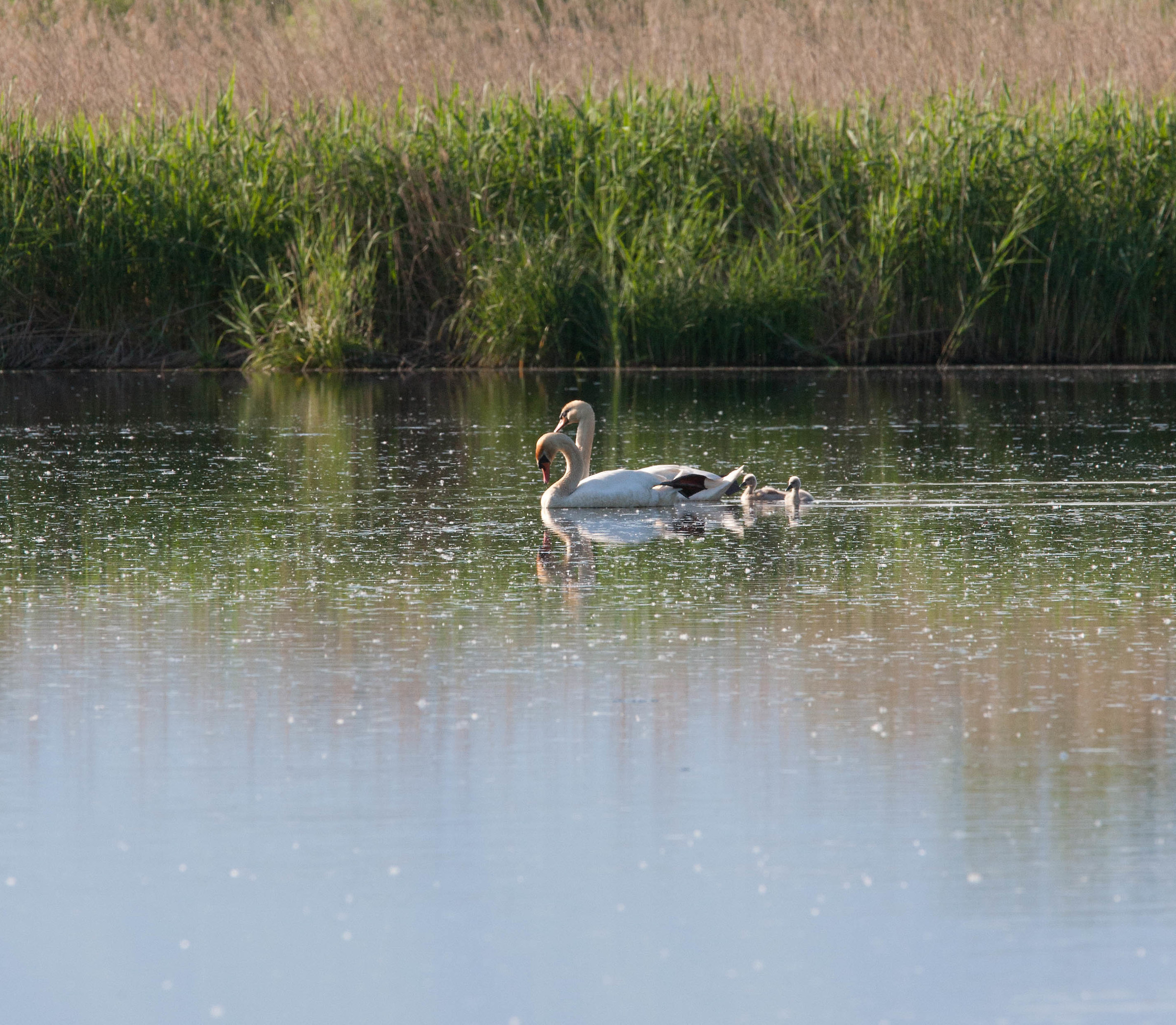 Mute swan