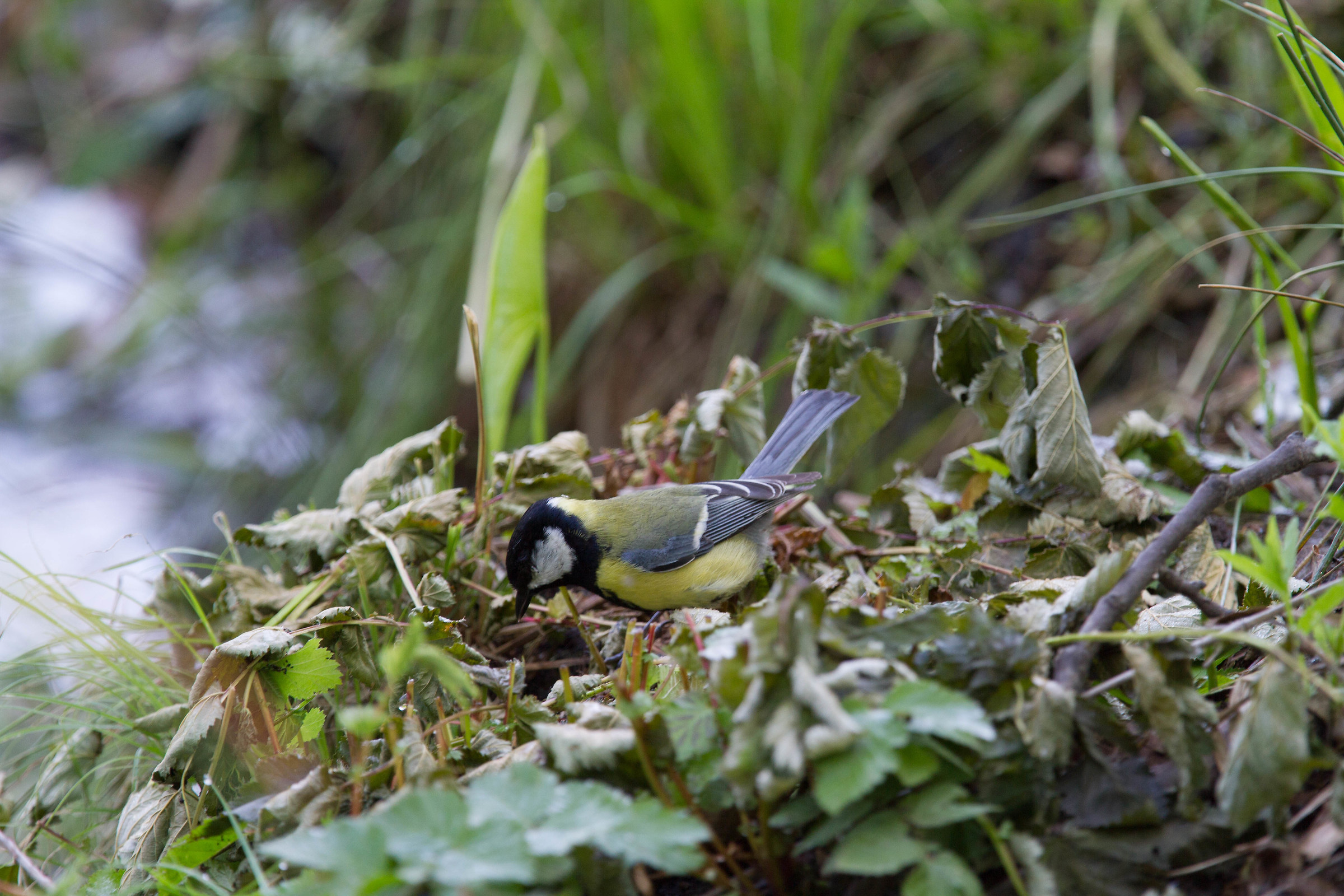 Great Tit