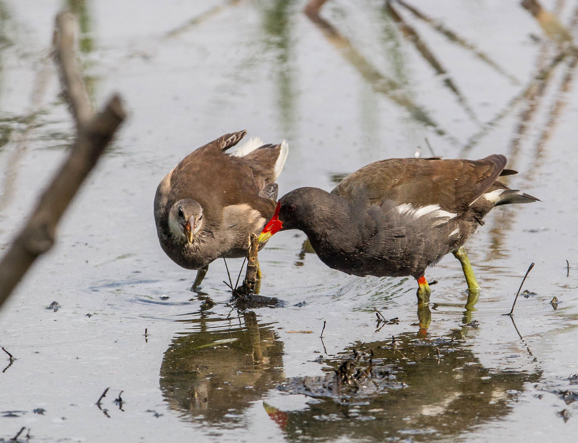 Moorhen