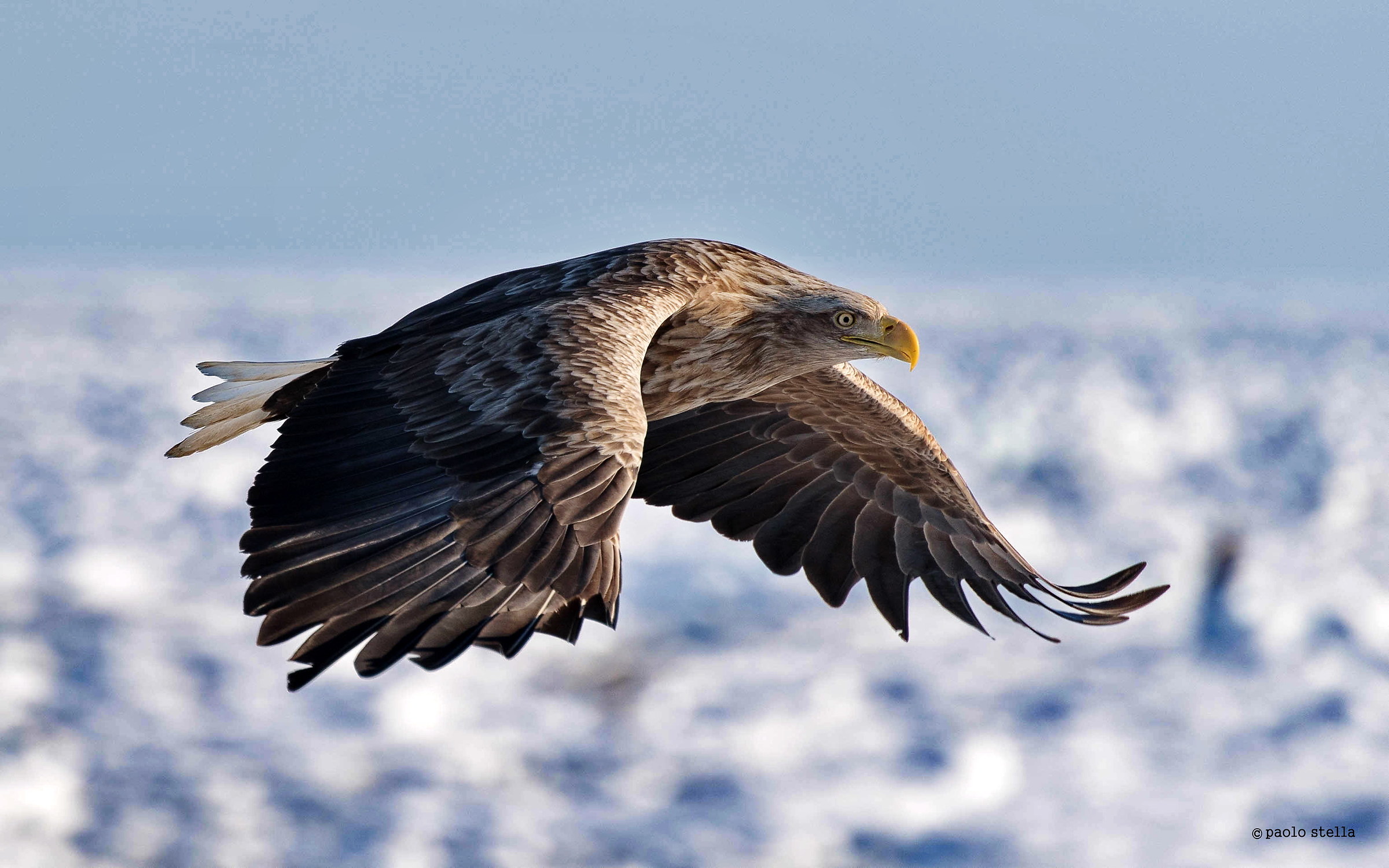 White Tailed Sea Eagle