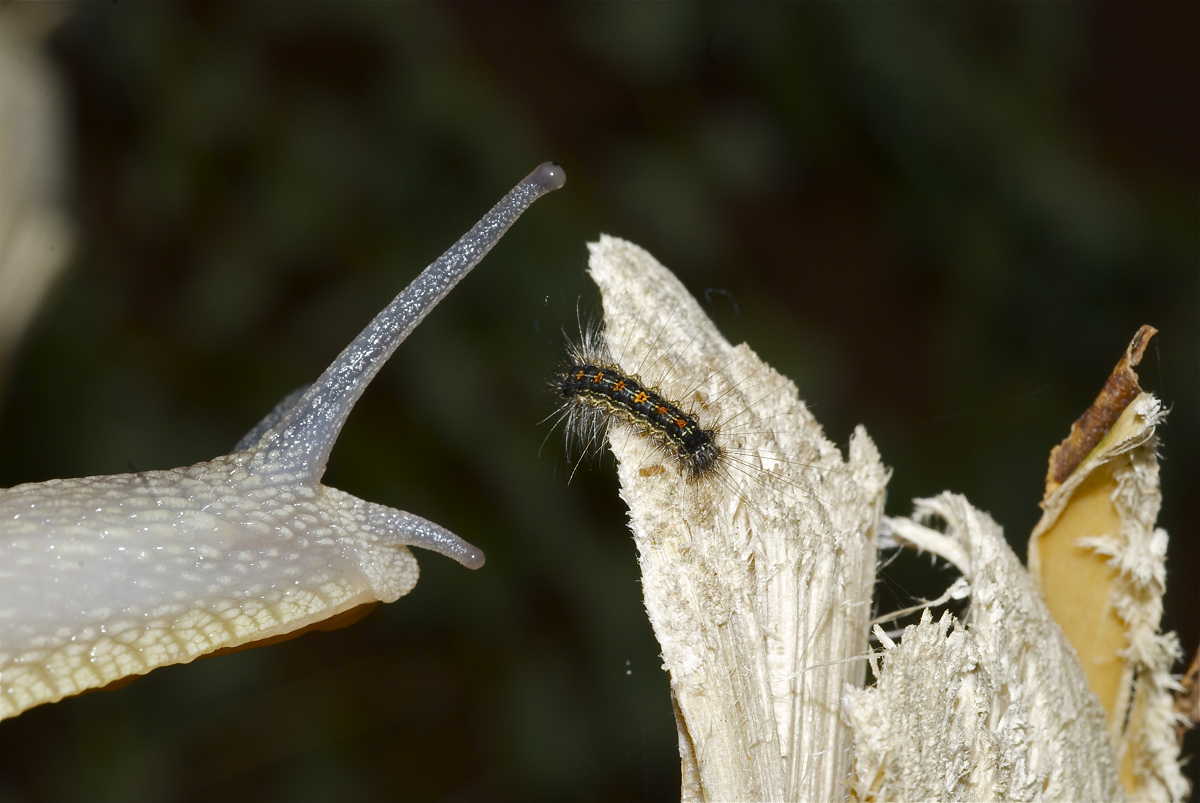 Ho deciso ! Attraverso.