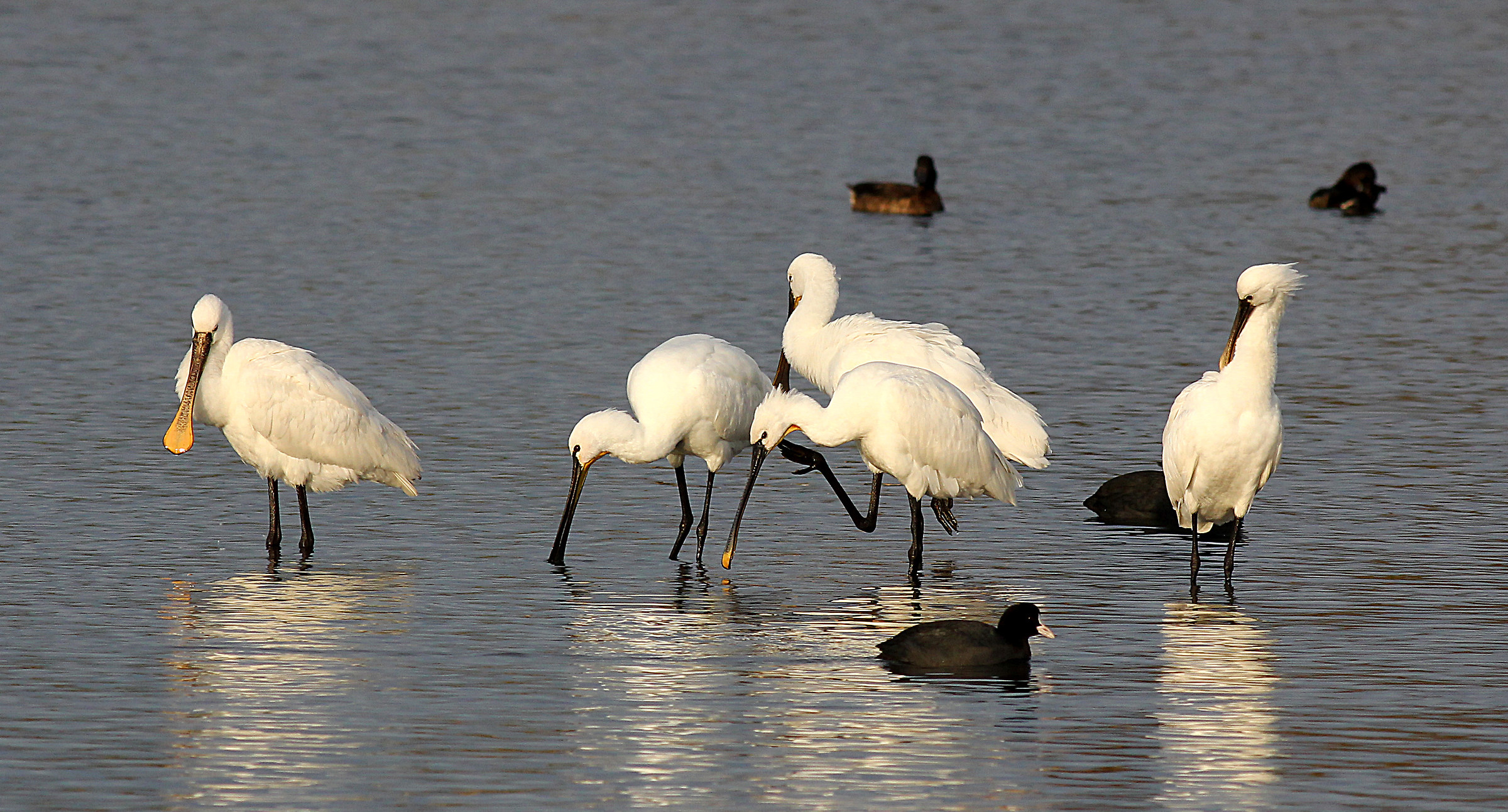 Comitiva di Spatole.