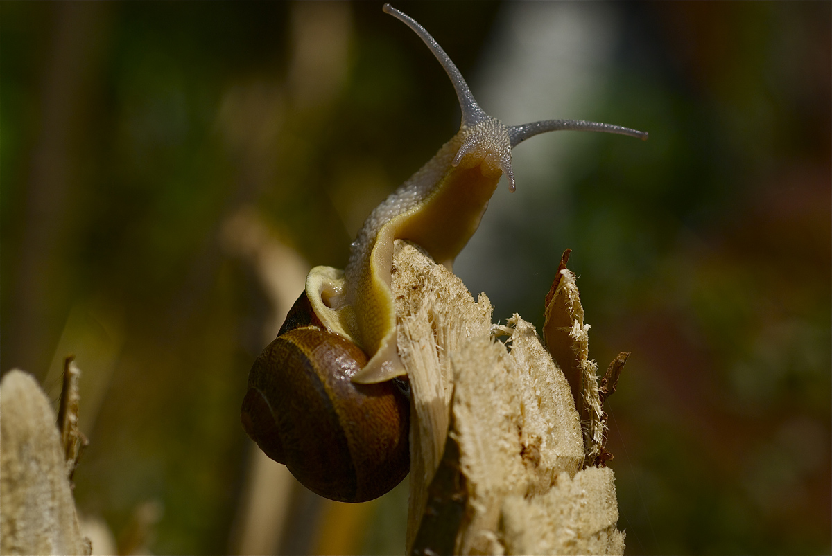 Mi sà che posso solo ridiscendere .