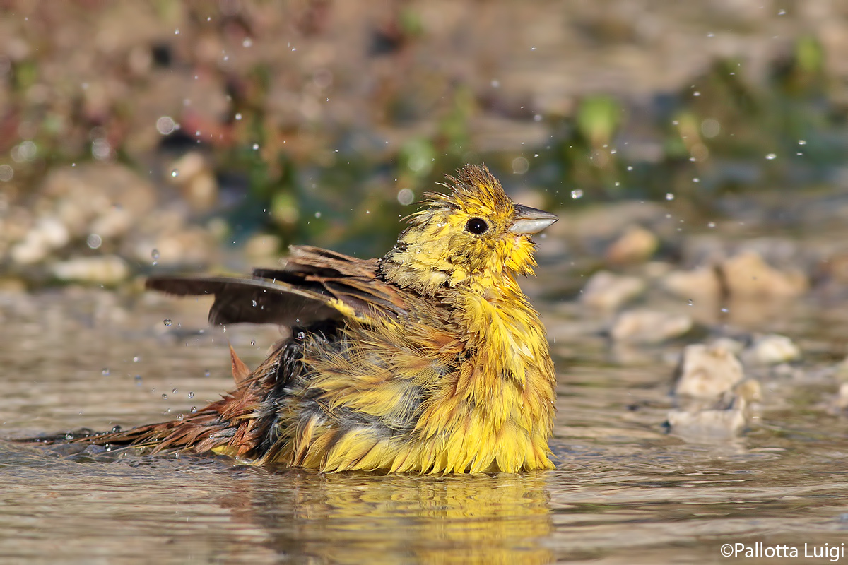 Zigolo giallo (Emberiza citrinella)