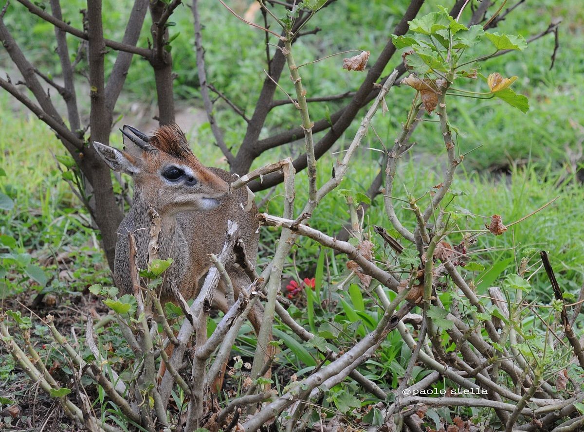 tiny dik dik