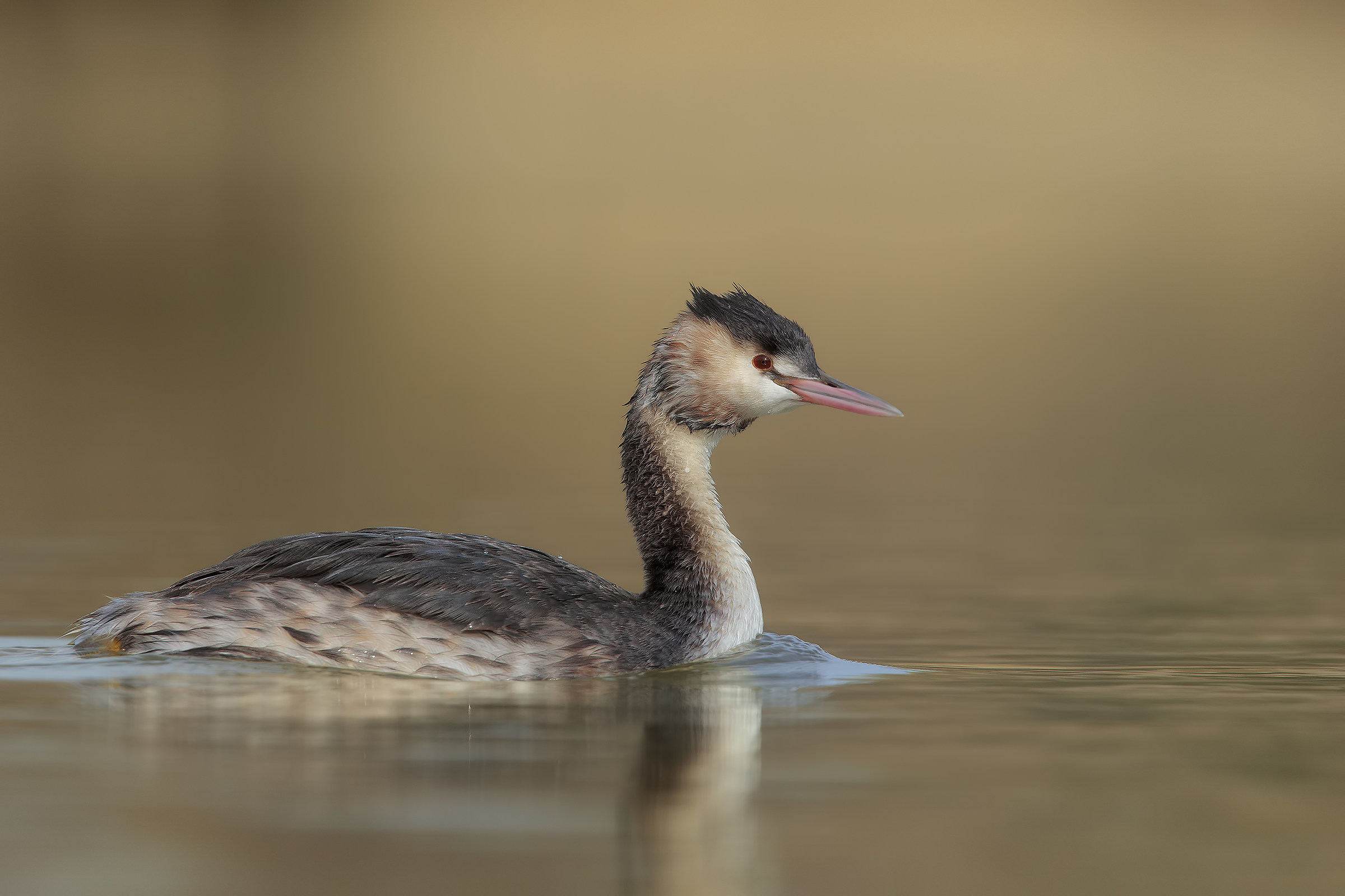Roman grebes ....