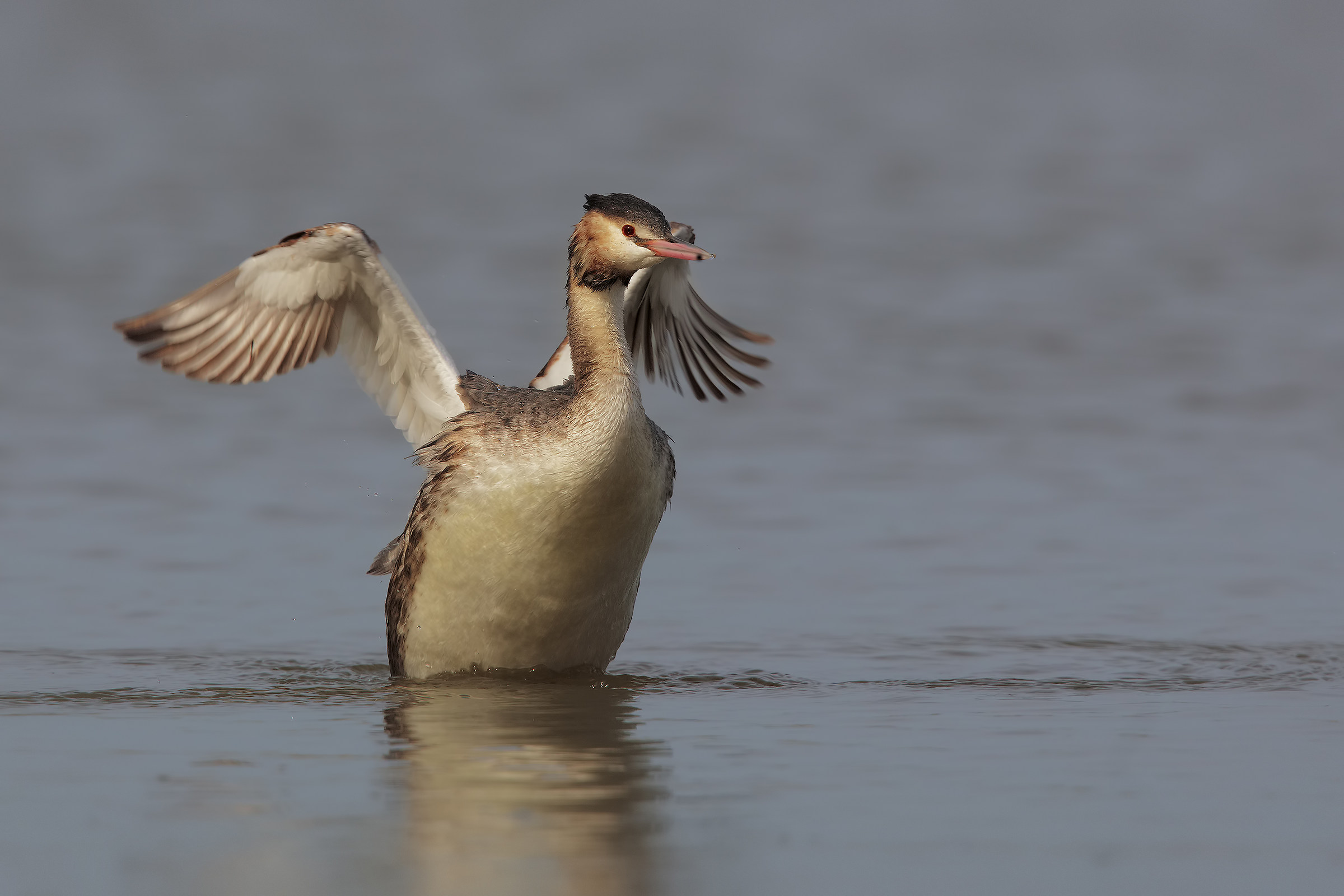 Roman grebes .... 2