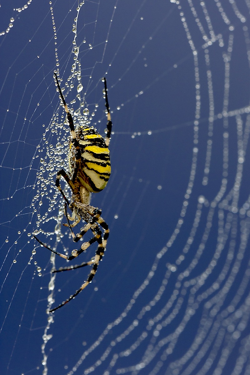 Argiope bruennichi