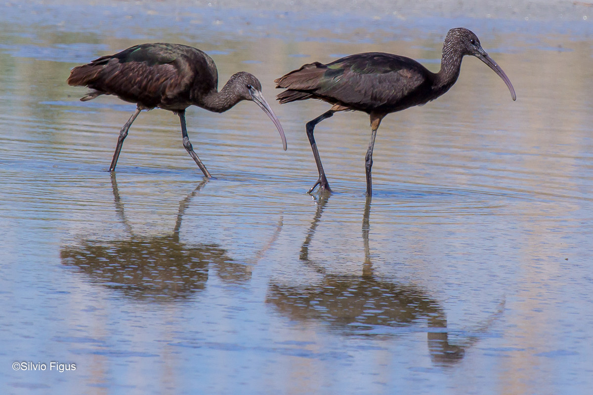 glossy ibis