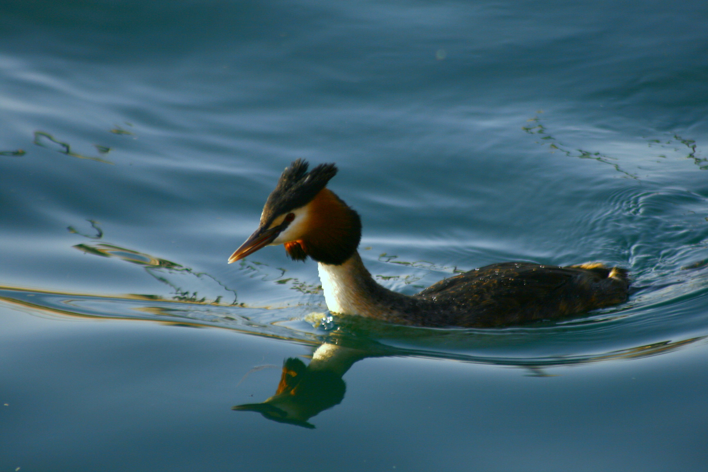 grebe