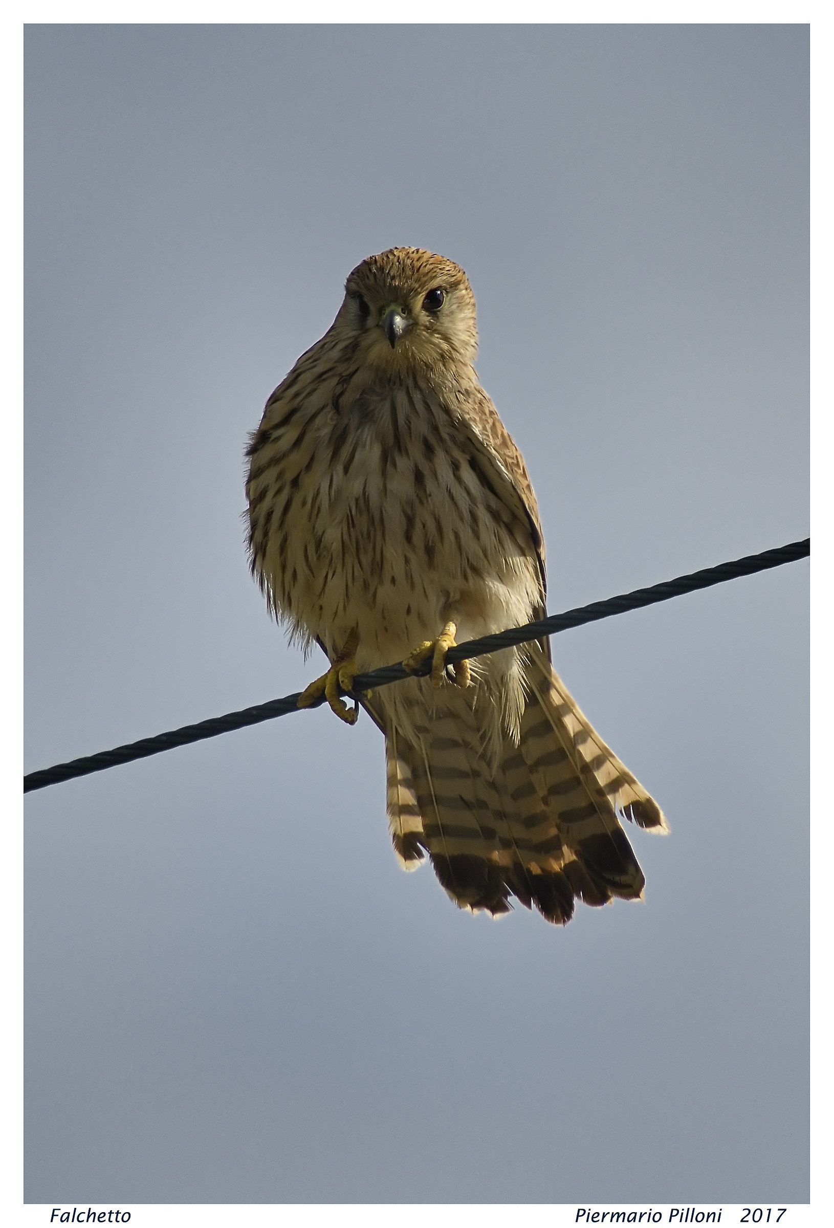Che tipo di rapace é ?
