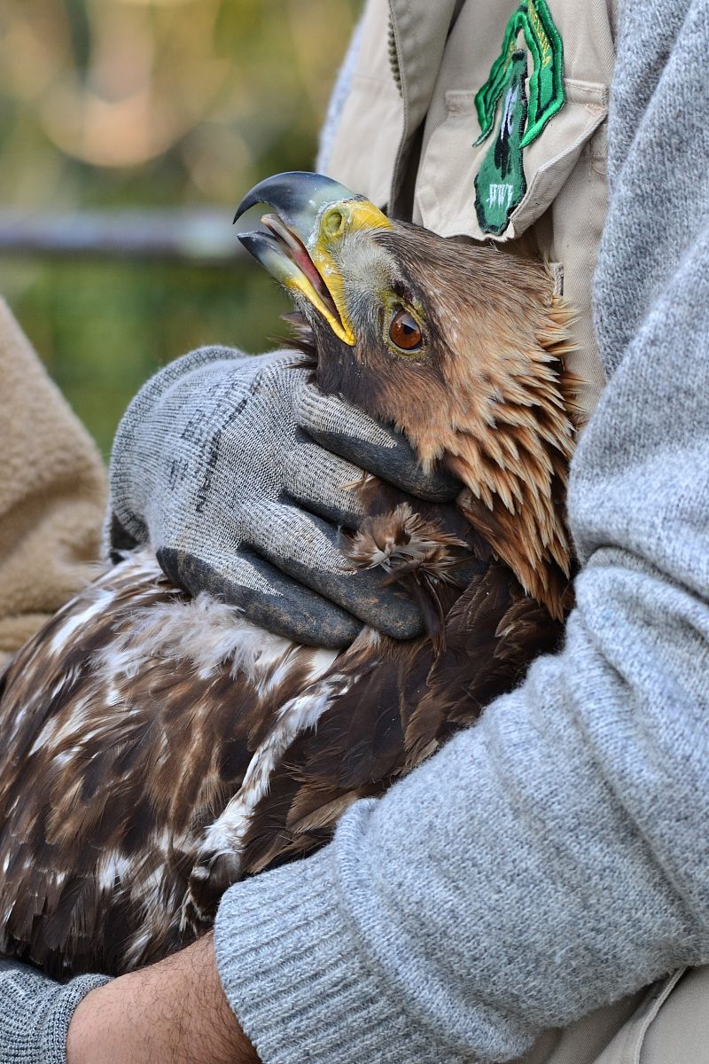 Liberazione Aquila reale