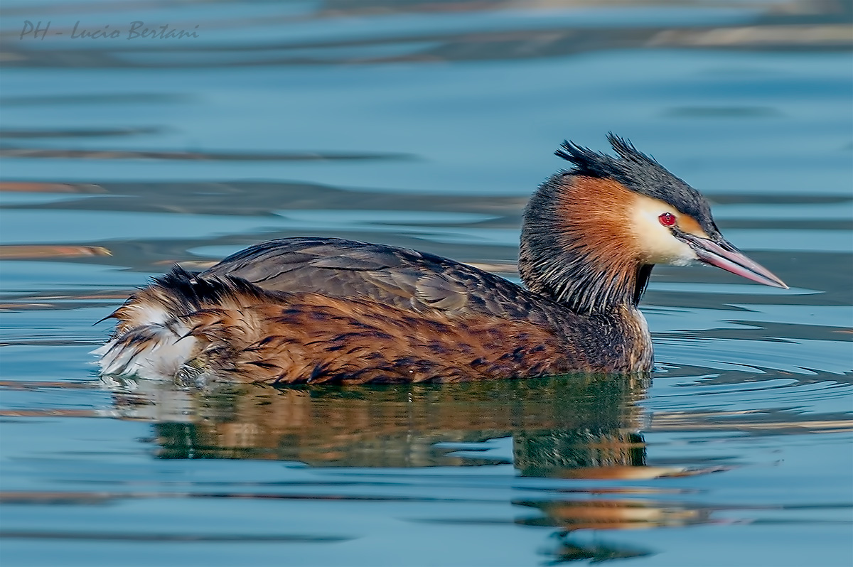 Great Crested Grebe