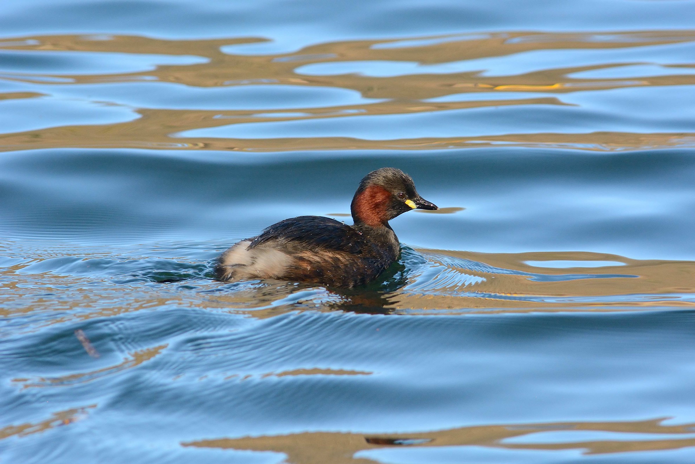 Little grebe