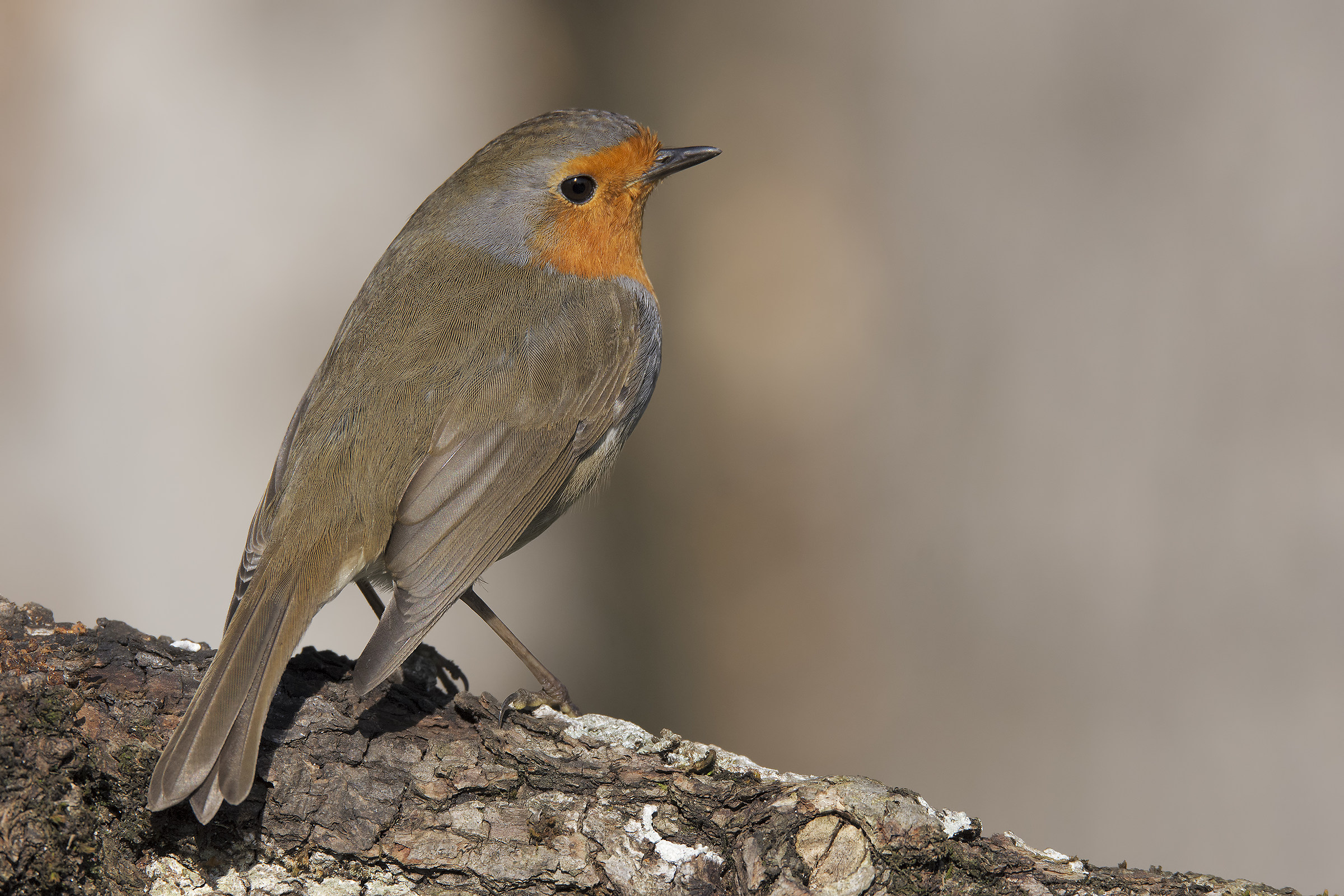Pettirosso (Erithacus rubecula)