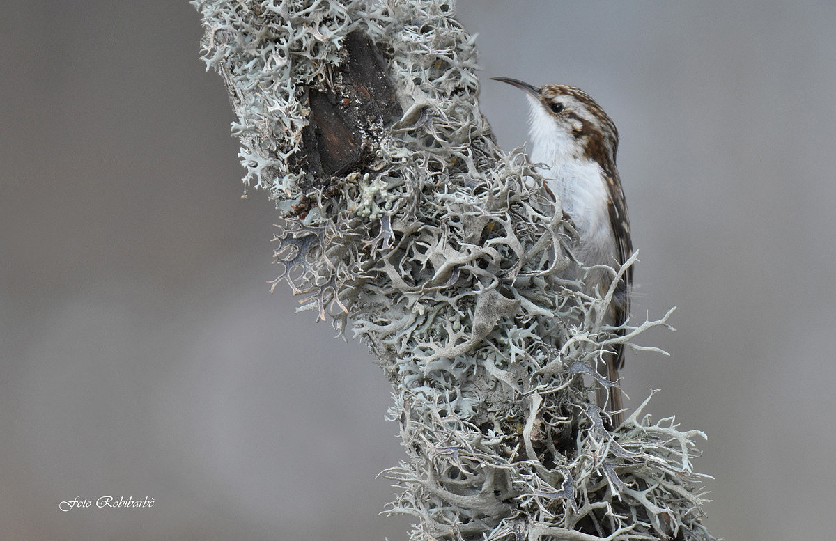 Rampichino alpestre...