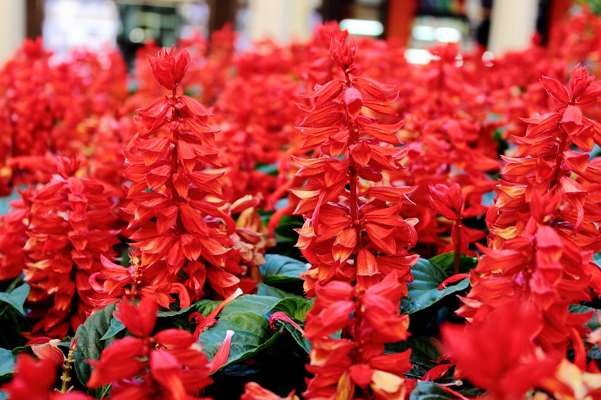 Fiori