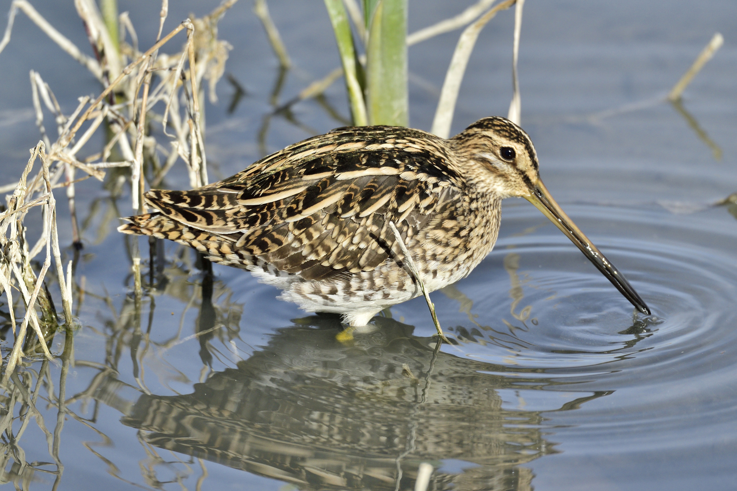 Common Snipe (Gallinago gallinago)