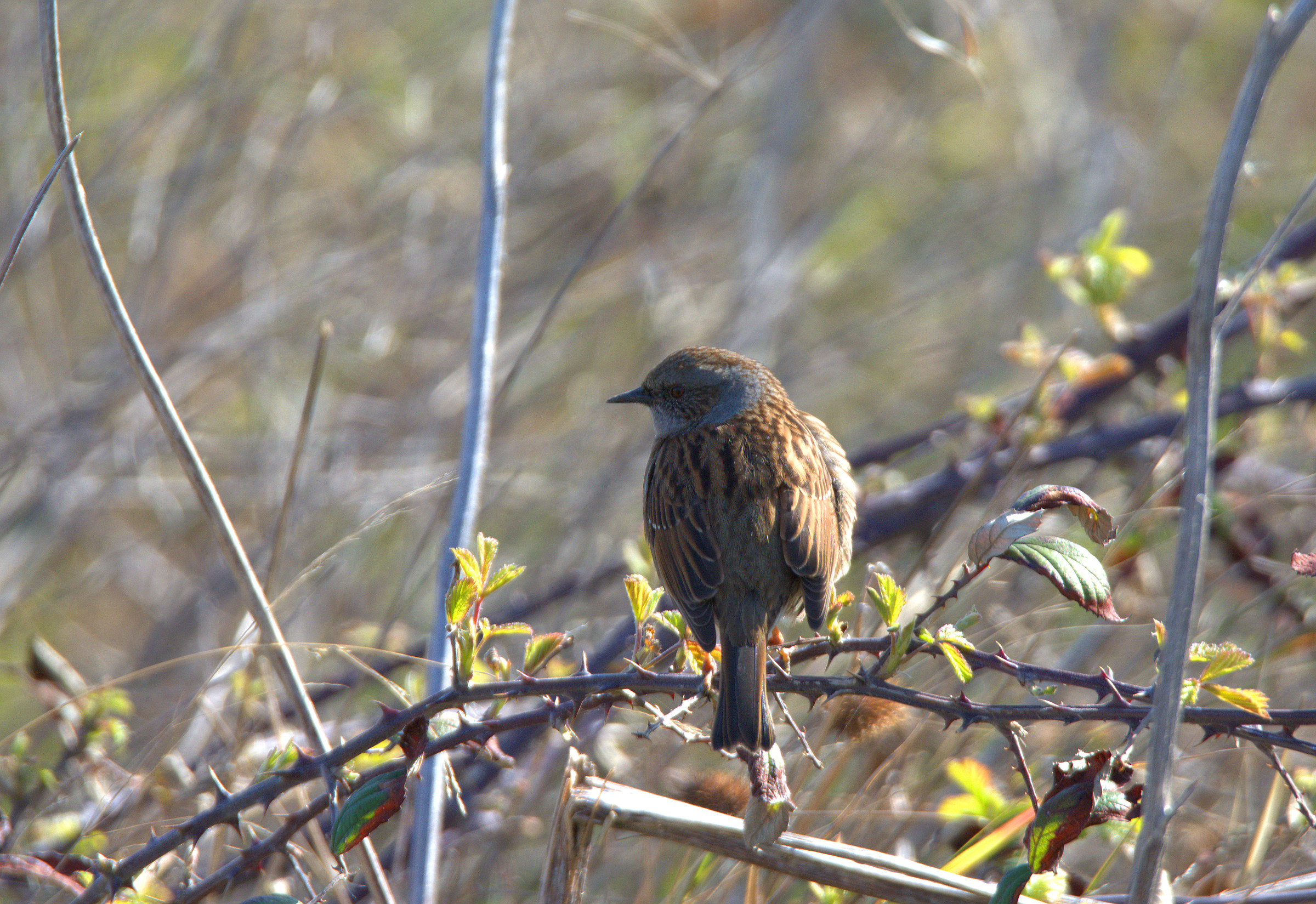 Dunnock