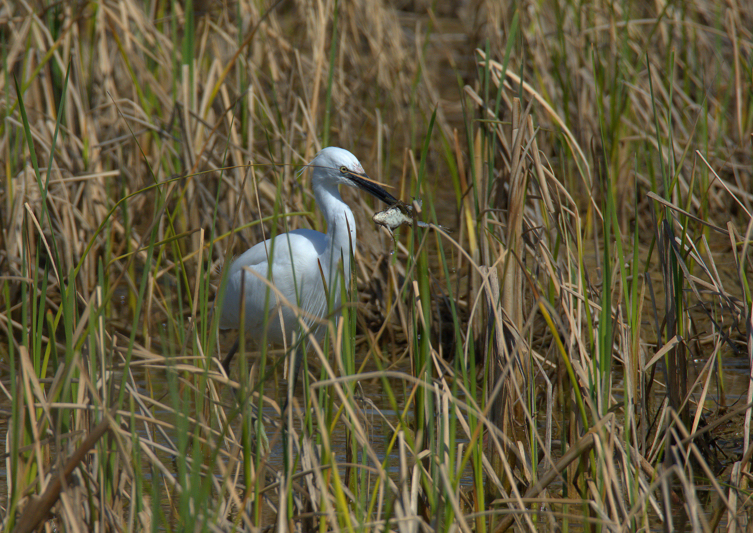 egret