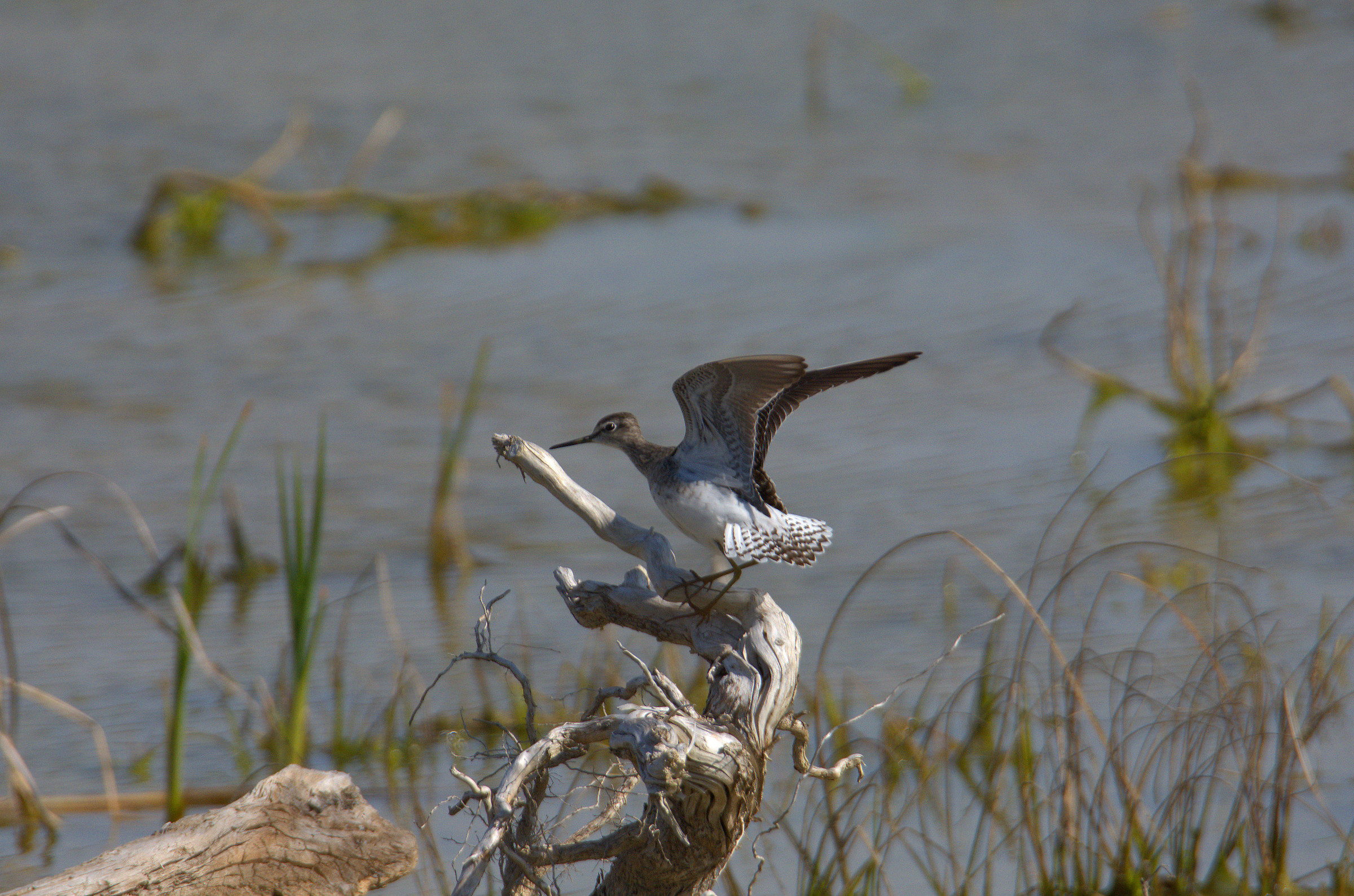 Wood Sandpiper