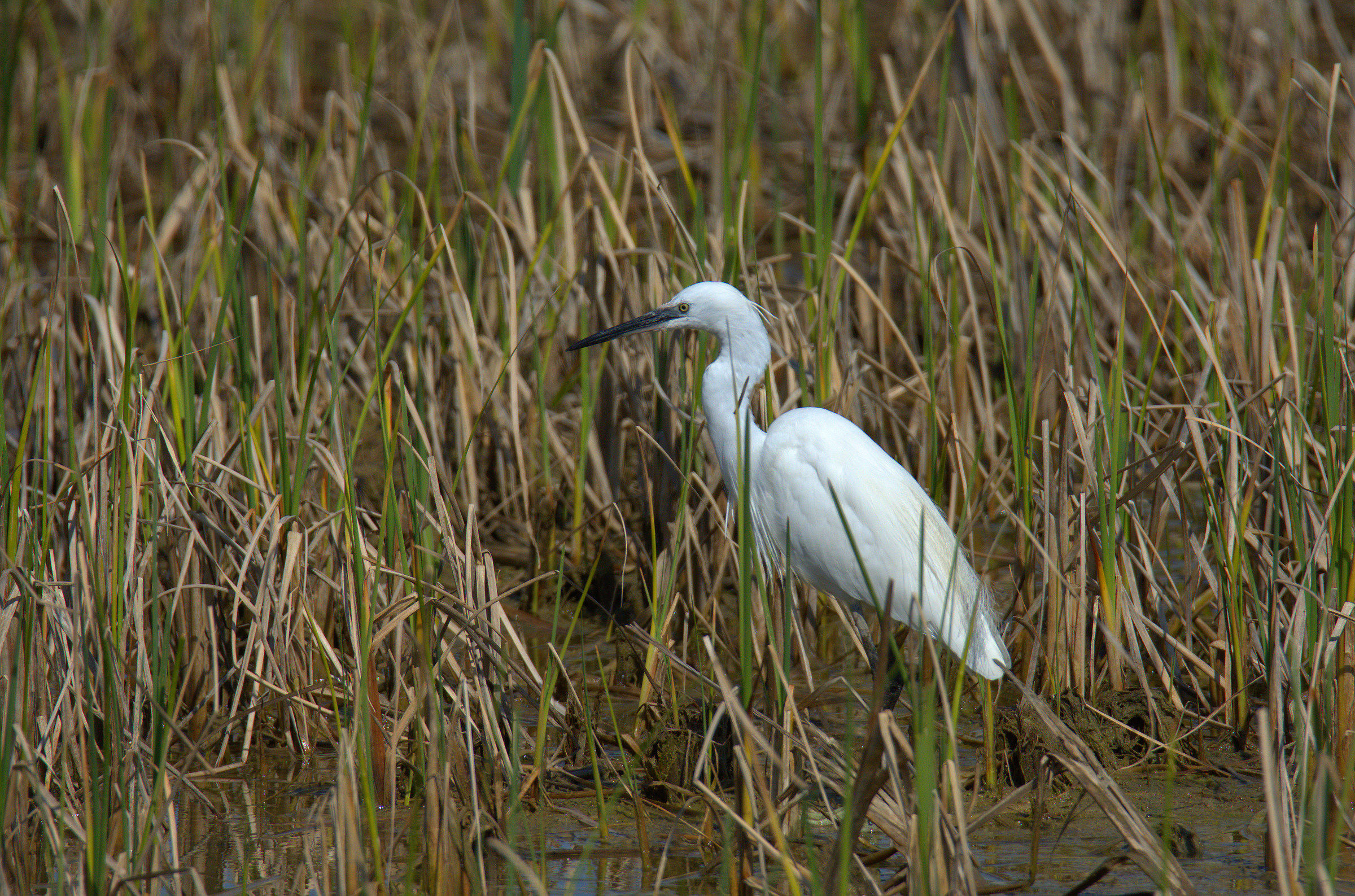 egret