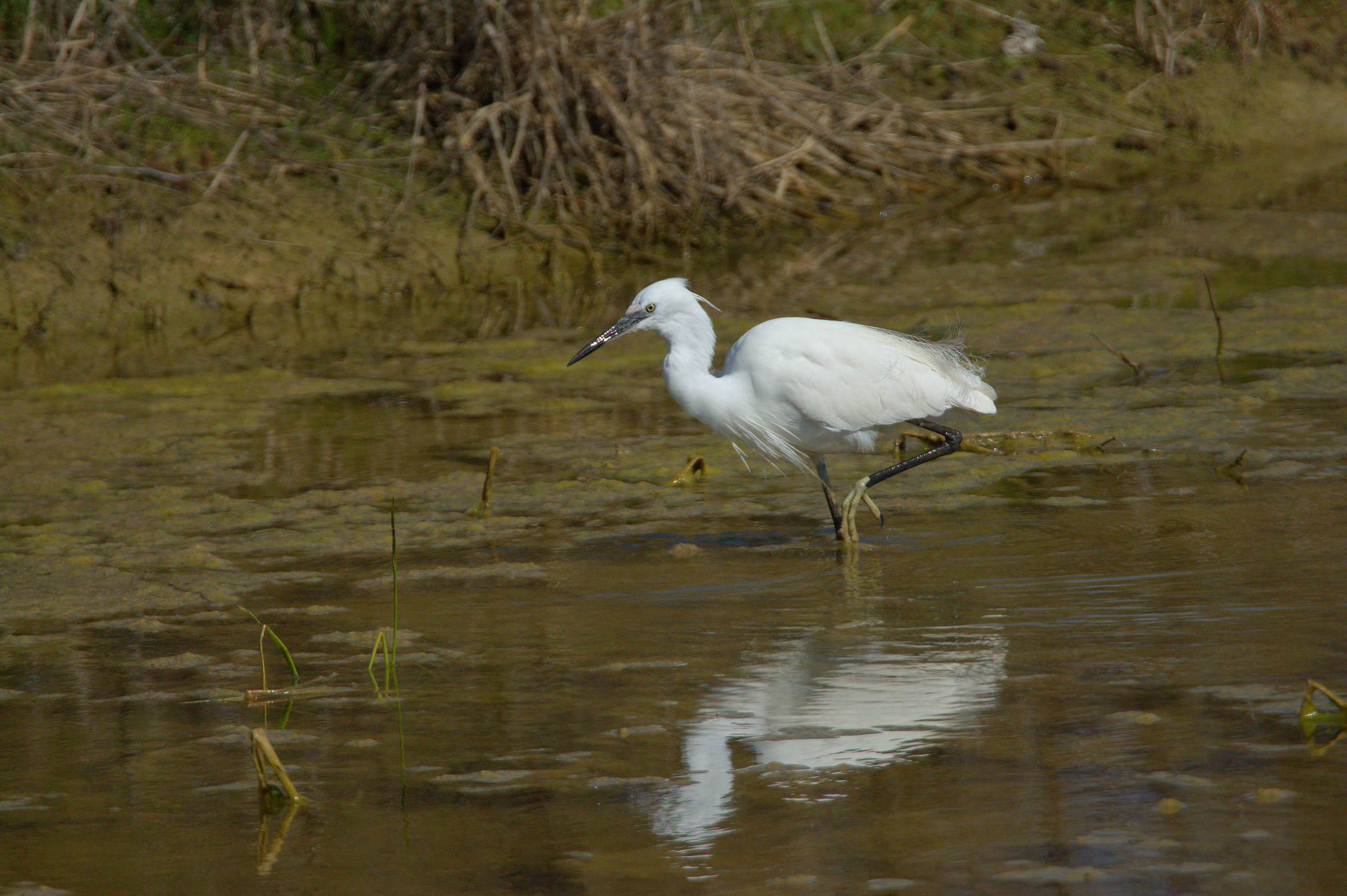 egret