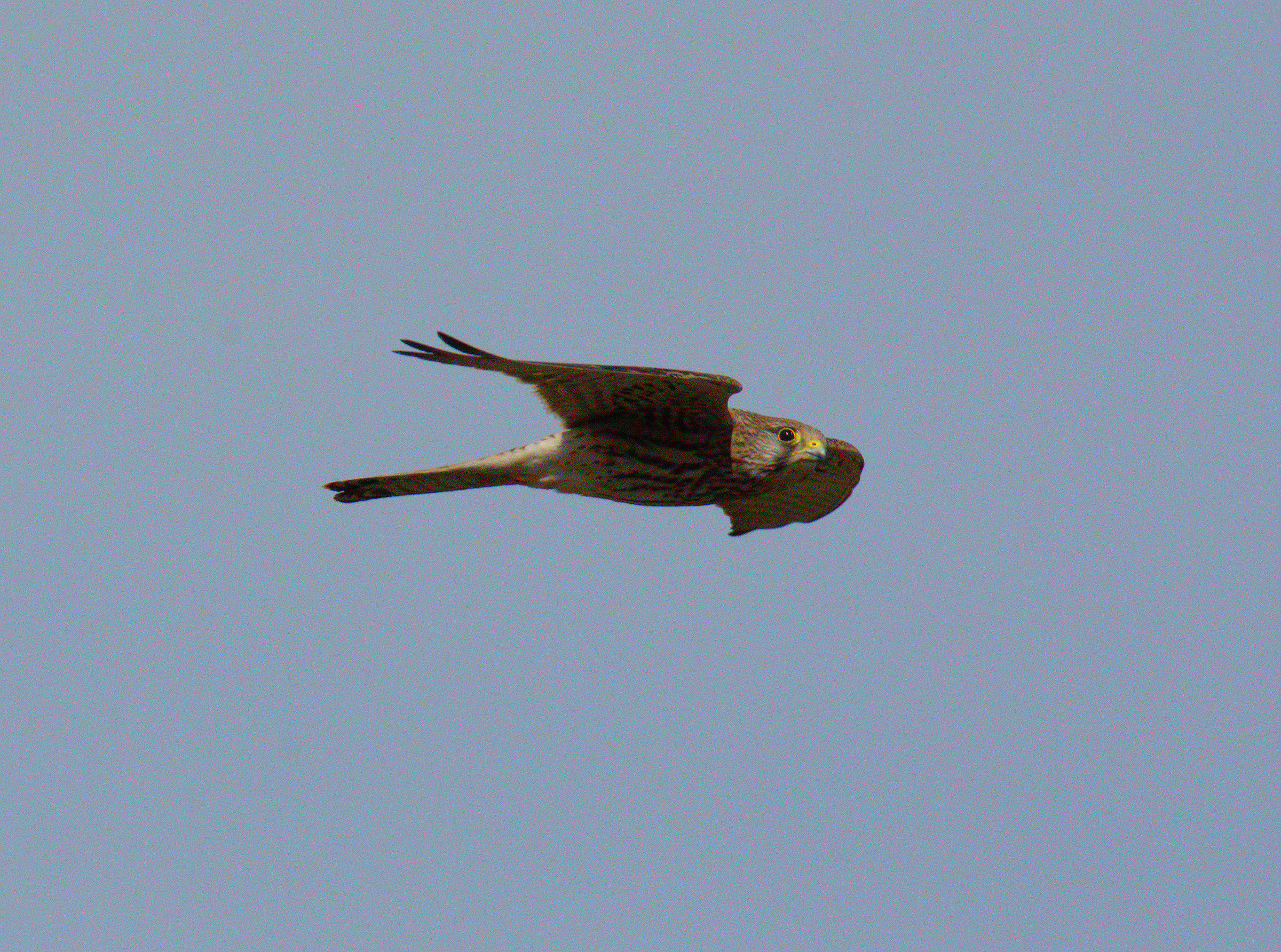 Kestrel