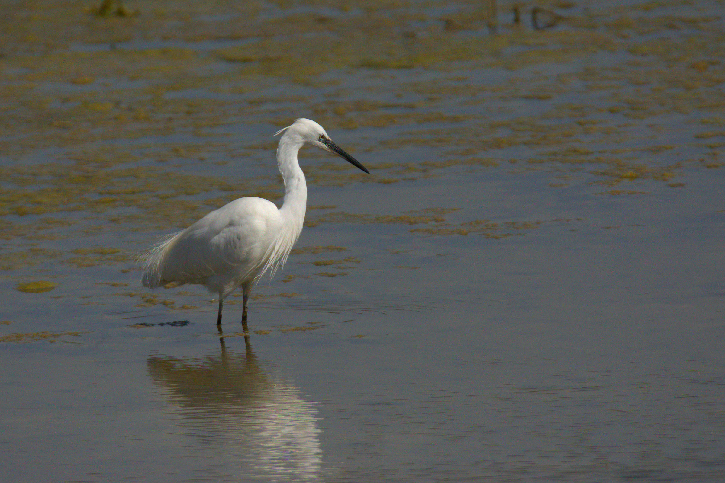 egret