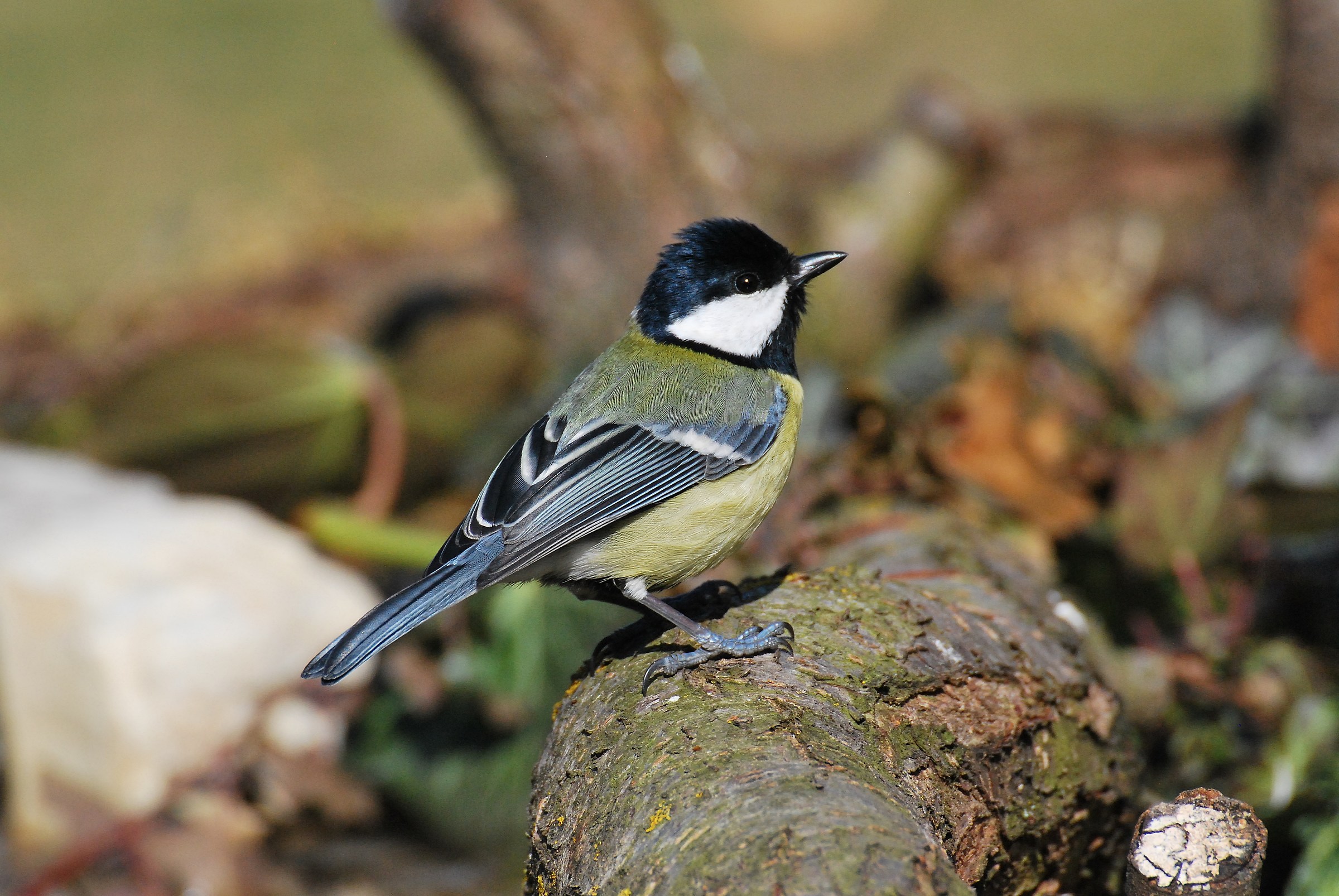 Great Tit