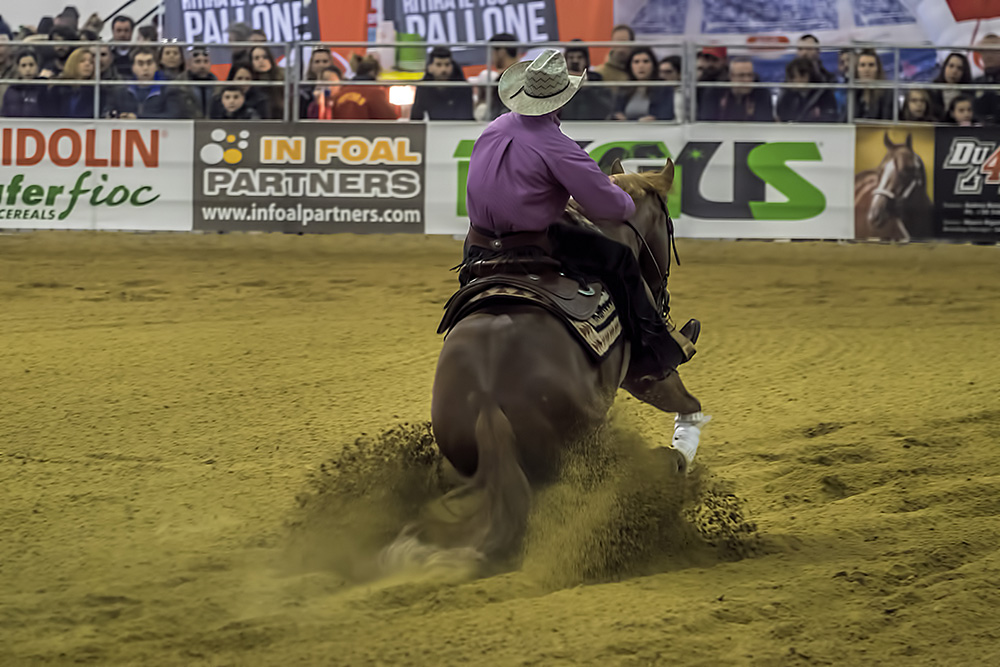 Cavalli in esibizione