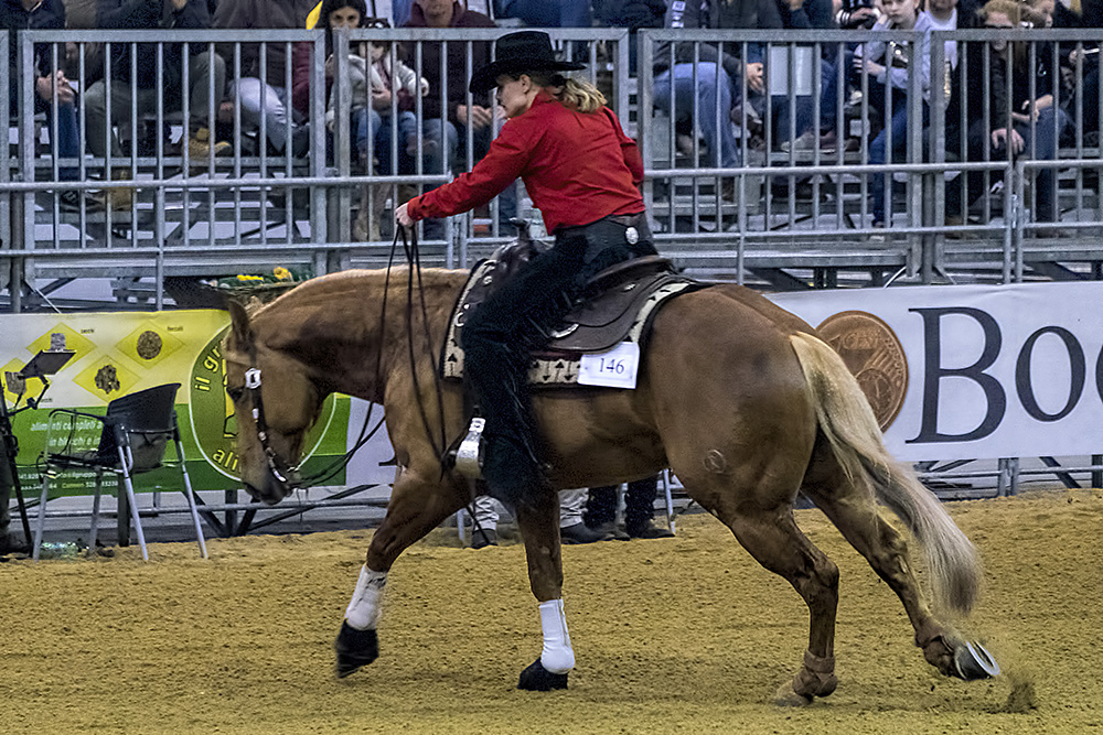 Cavalli in esibizione