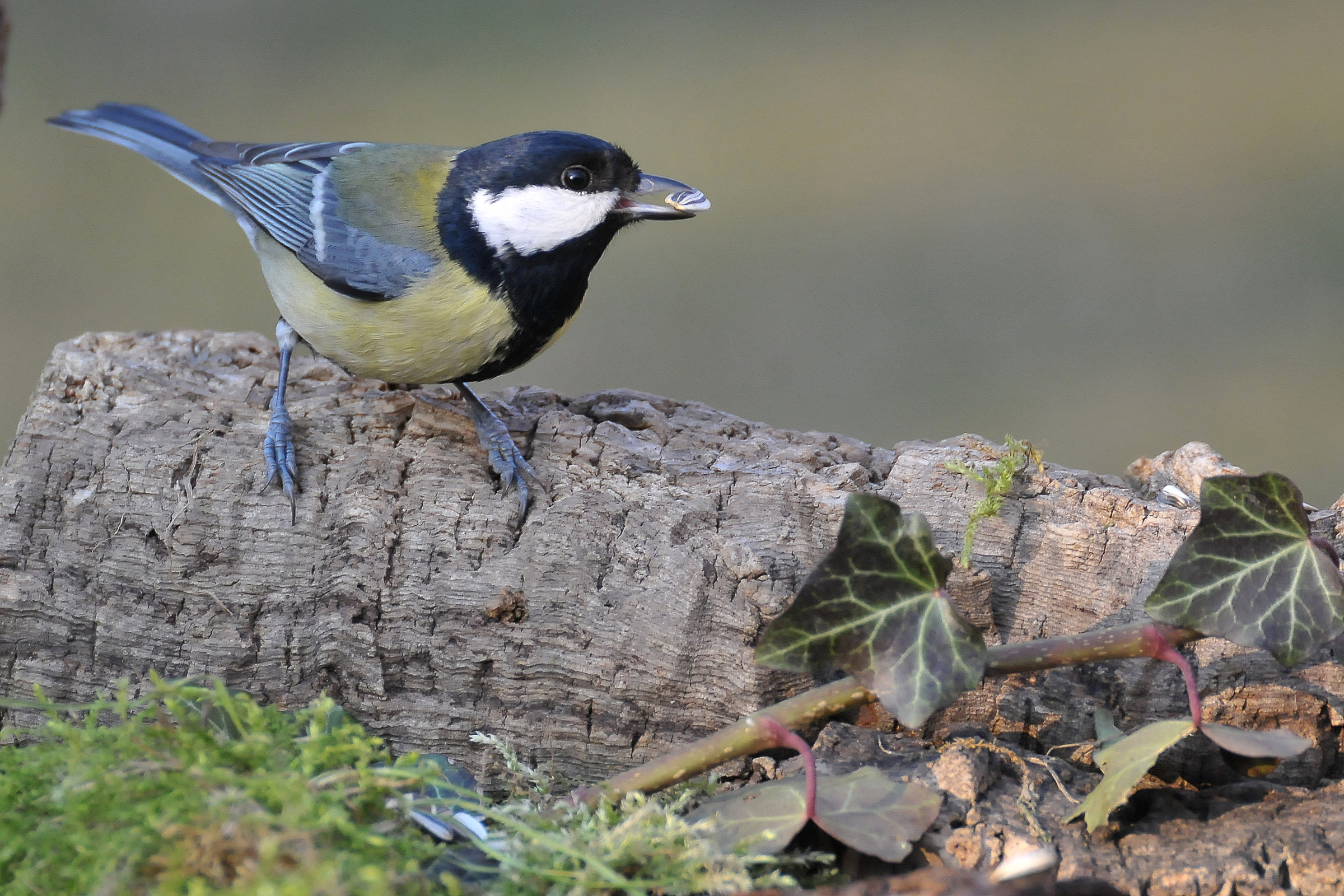Great Tit