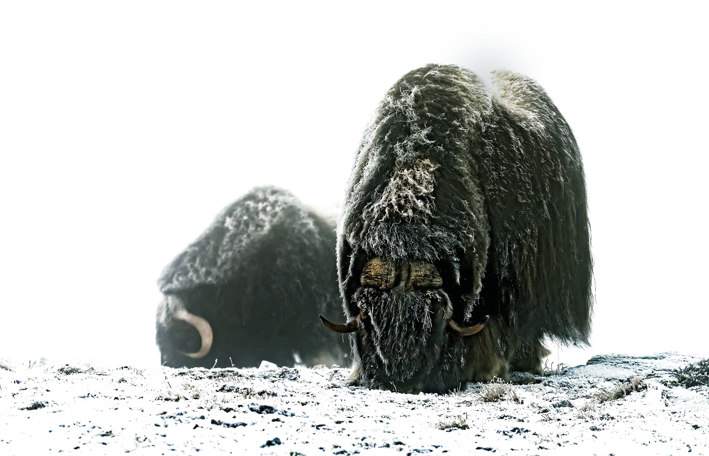Dovrefjell 2017 - Musk ox, tra la nebbia e il gelo