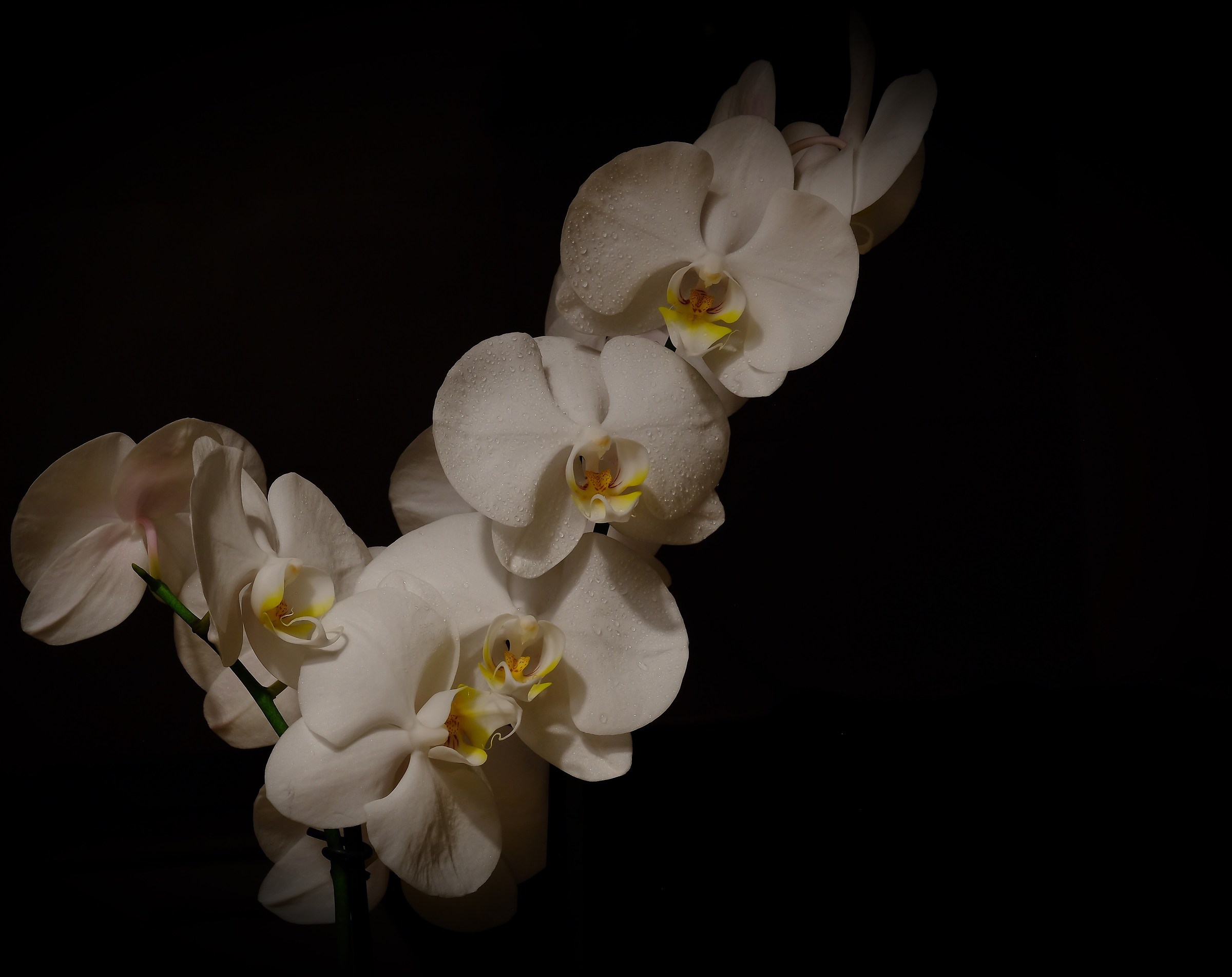 Orchidea