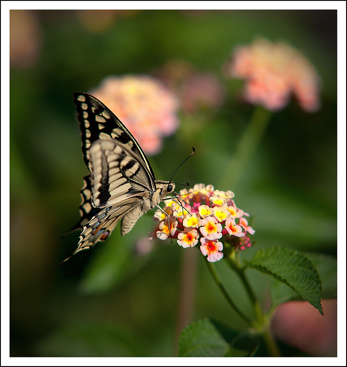 Machaon butterfly