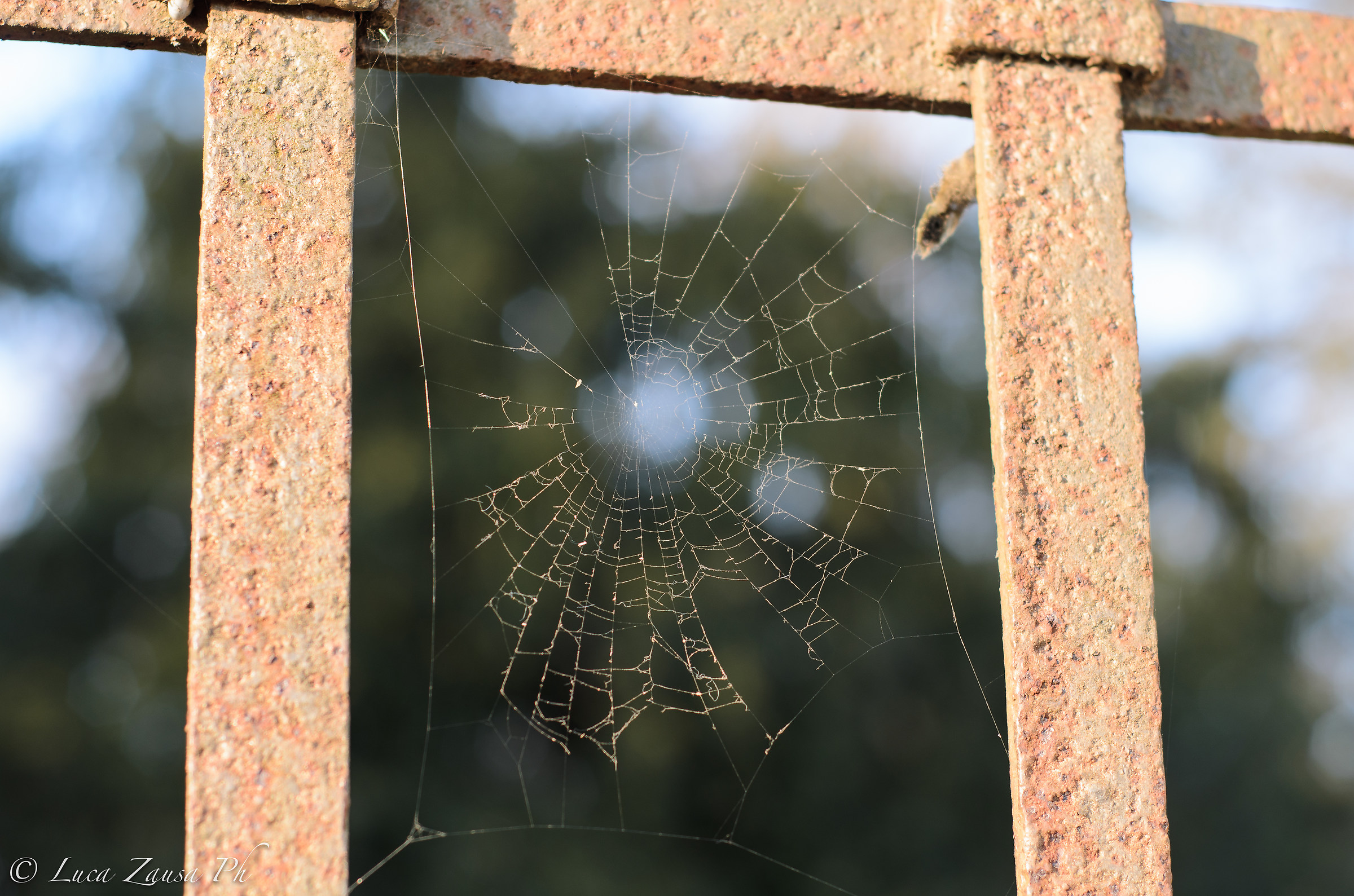 Web