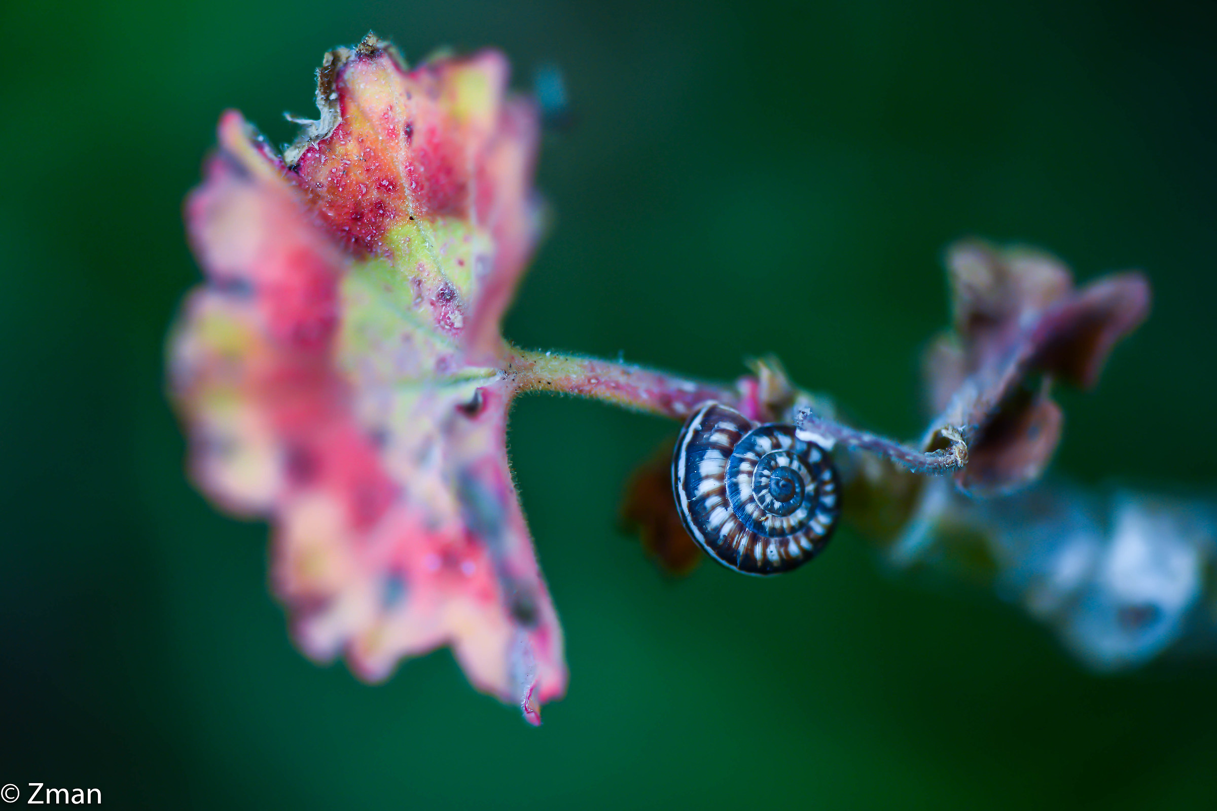 minuscola chiocciola