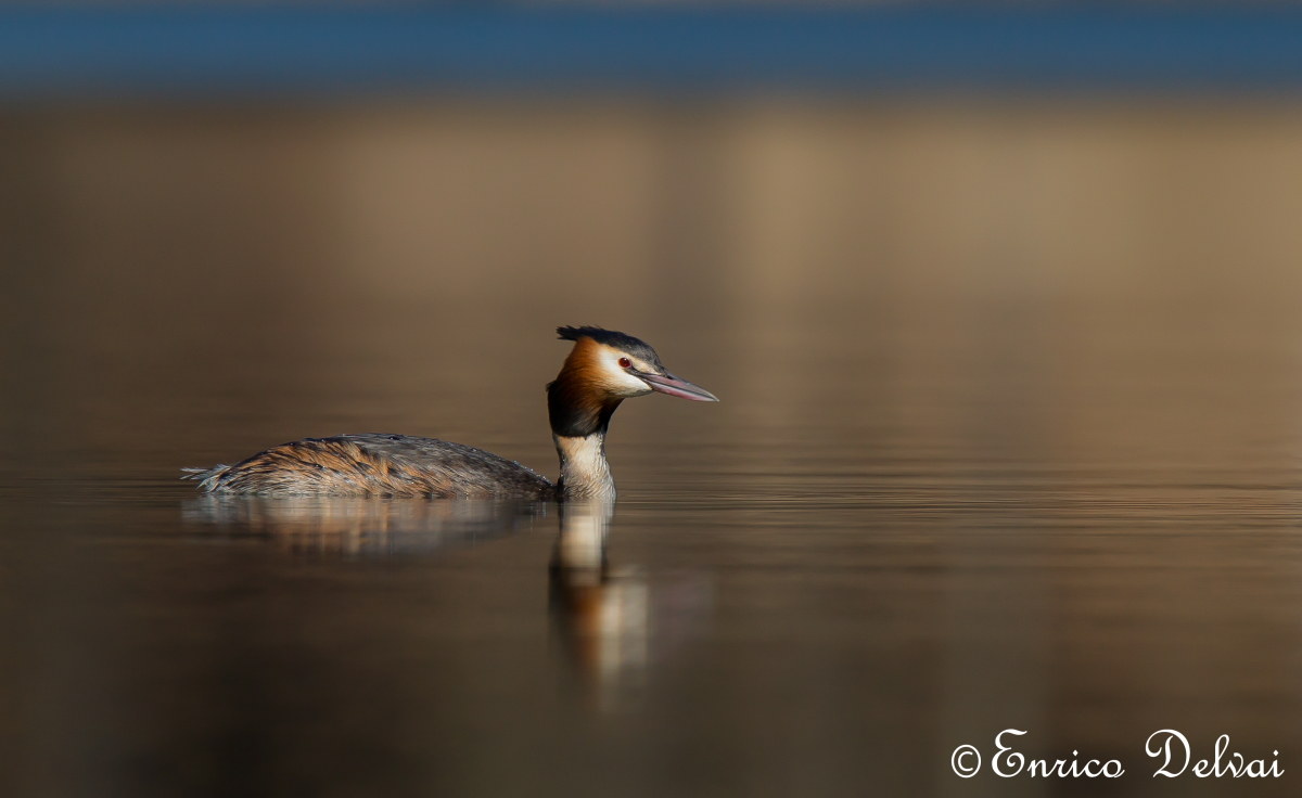 Great Crested Grebe ...