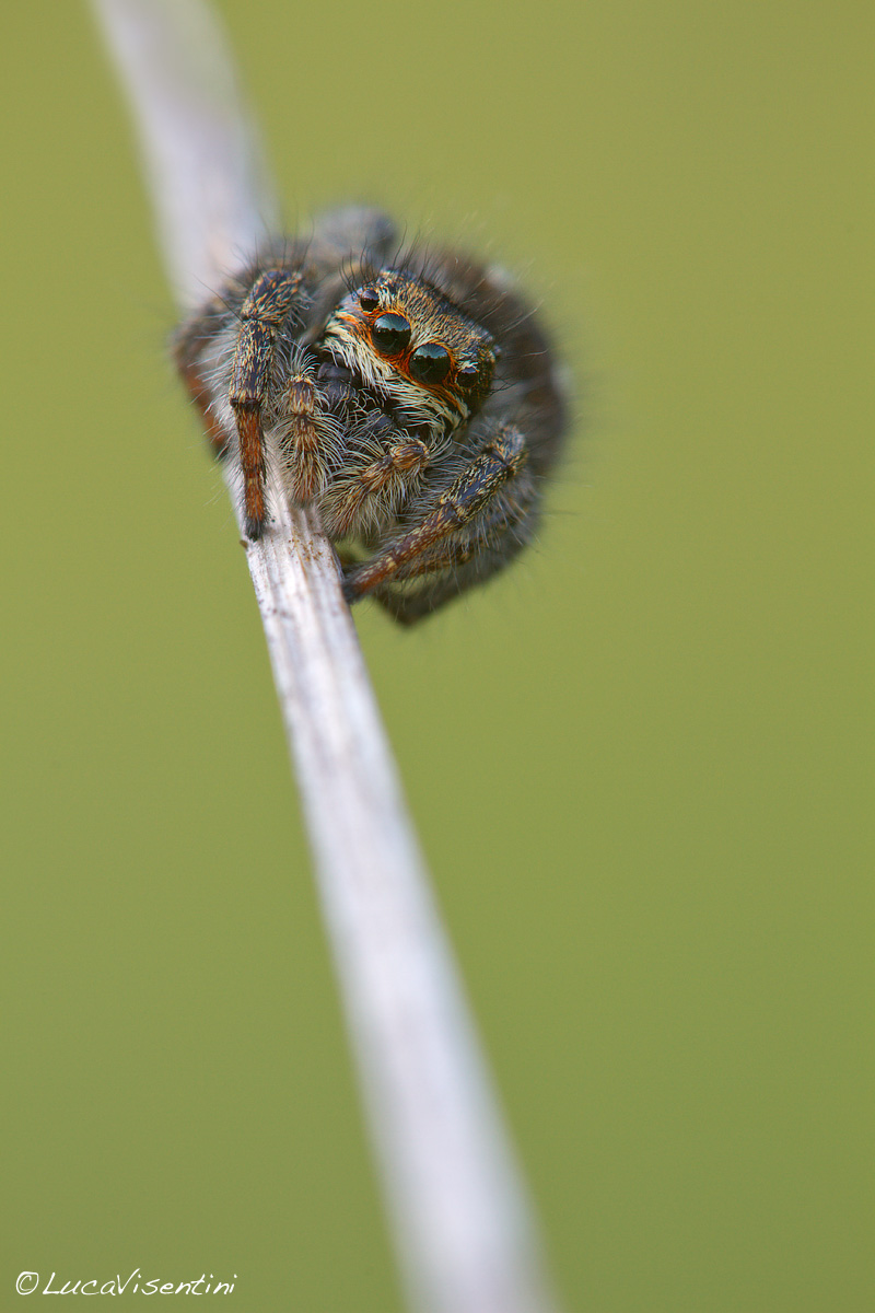 Philaeus chrysops (female)