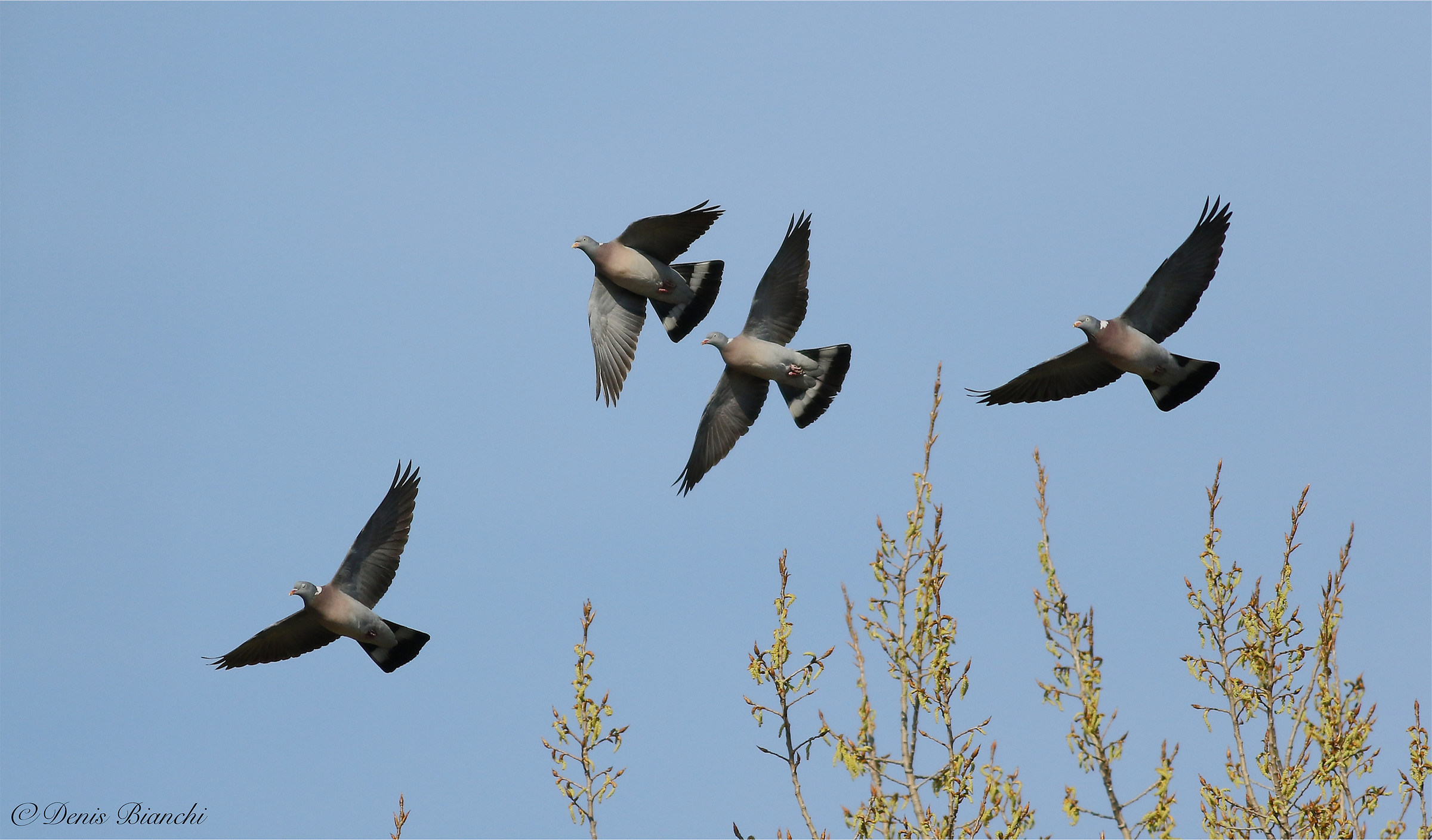 Pigeons in pre nuptial migration (March 2017)
