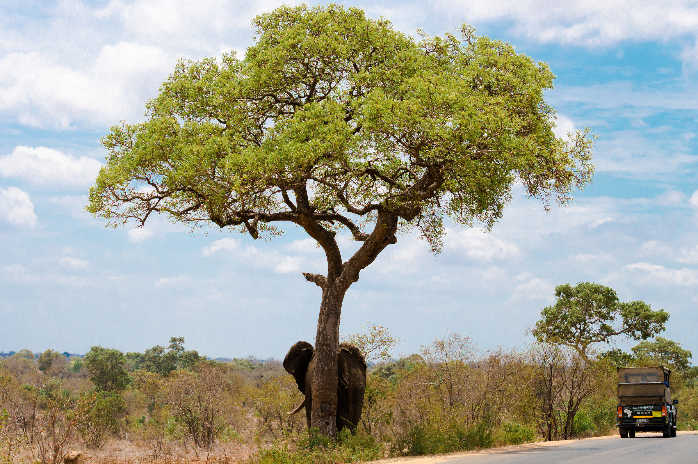 Una bella grattatina