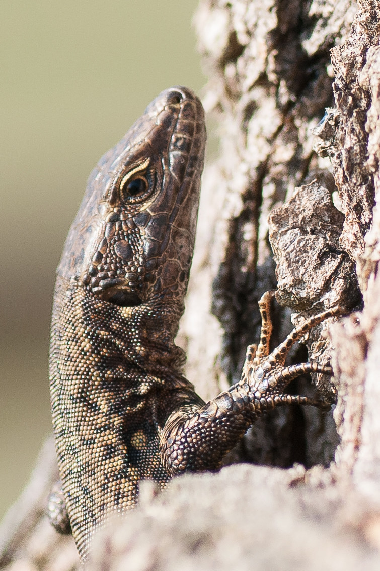 Saura, la mia nuova modella :-))))