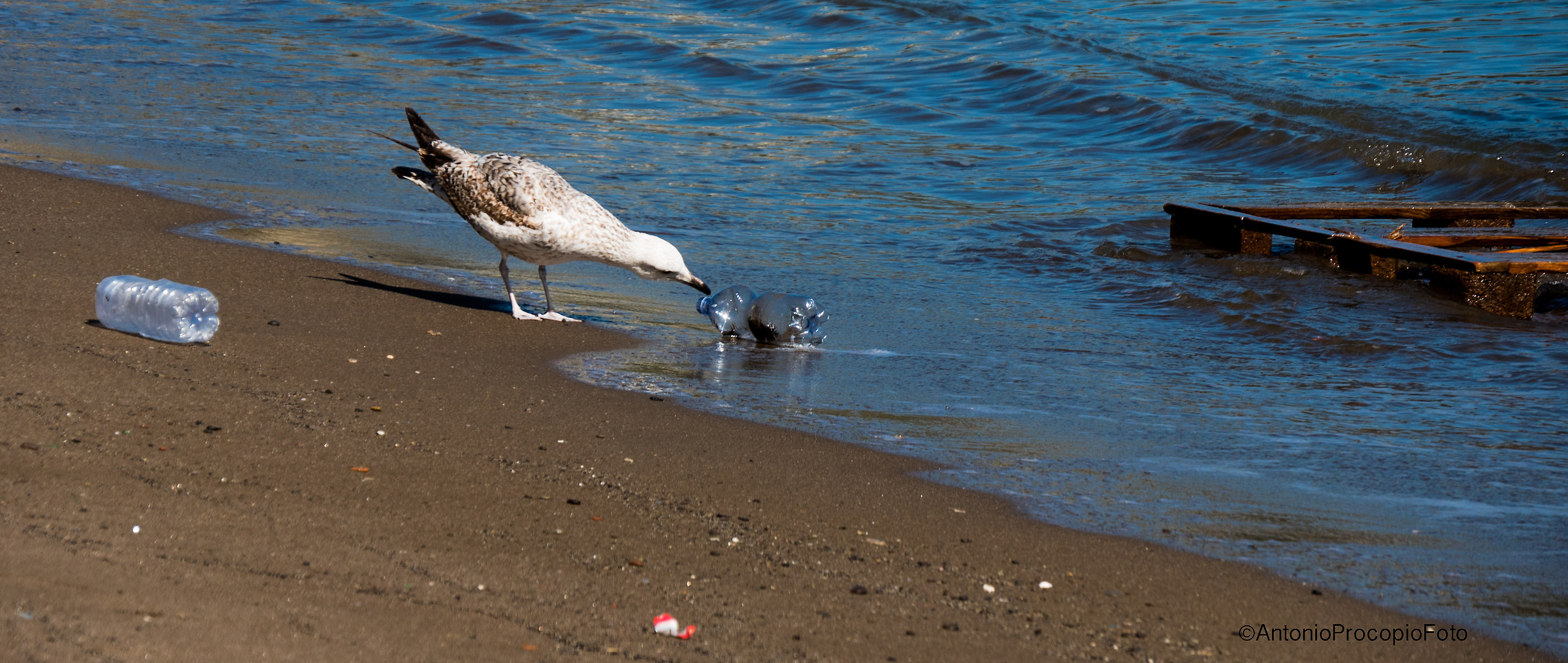 Seagull playing nell'inciviltà Man