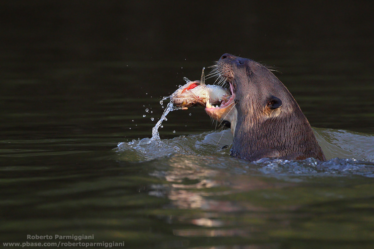 Formidable huntress (2)