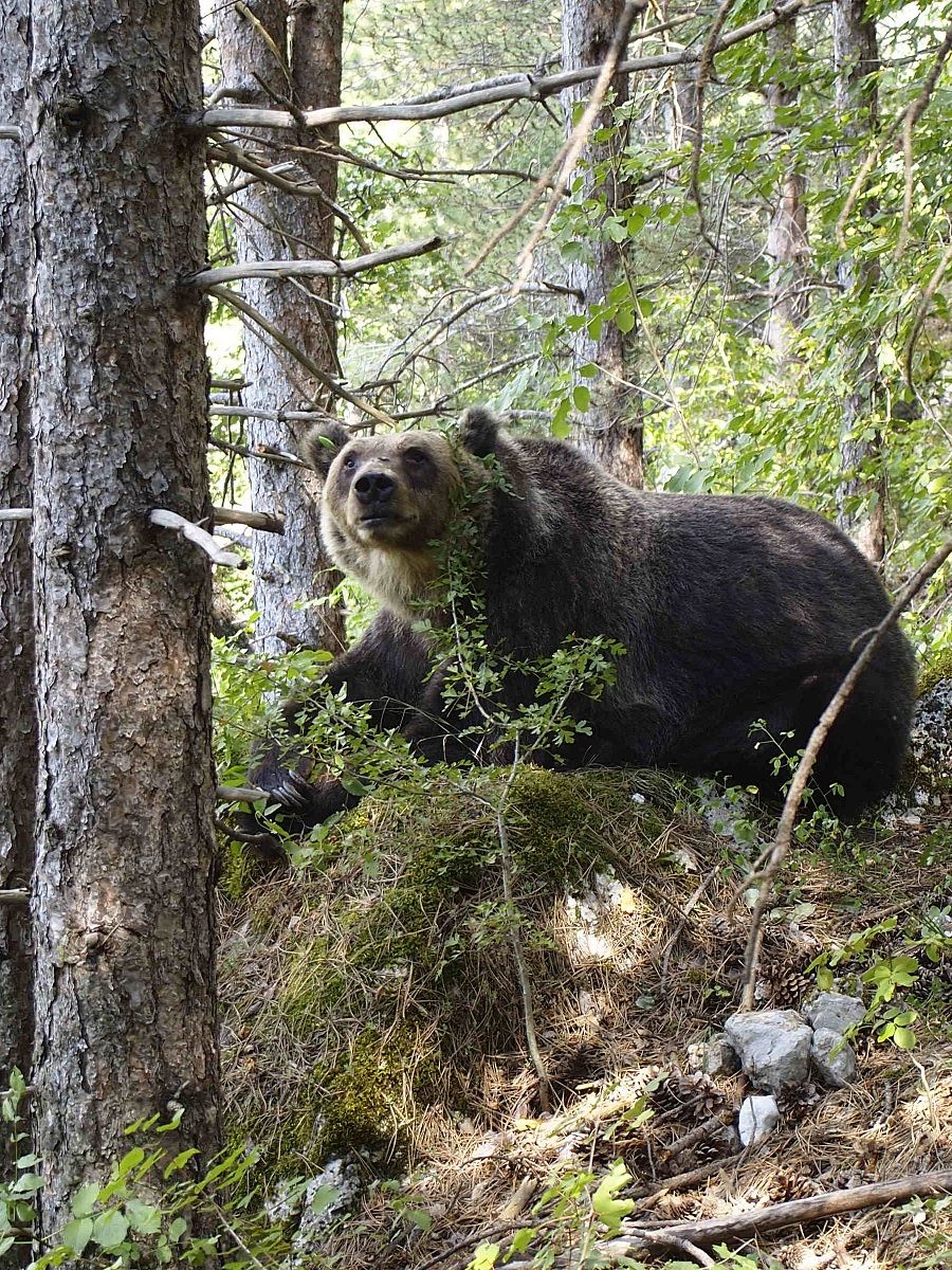 Orso Bruno Marsicano