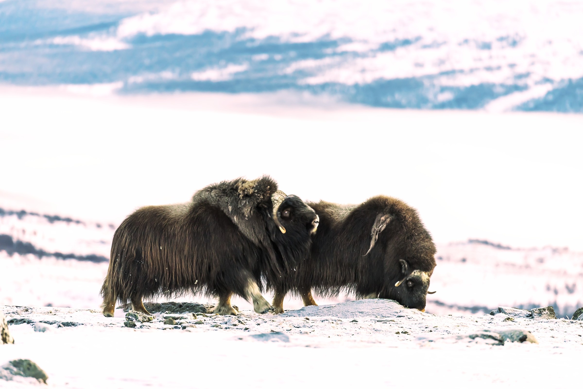 Dovrefjell 2017 - Musk ox, tra la nebbia e il gelo